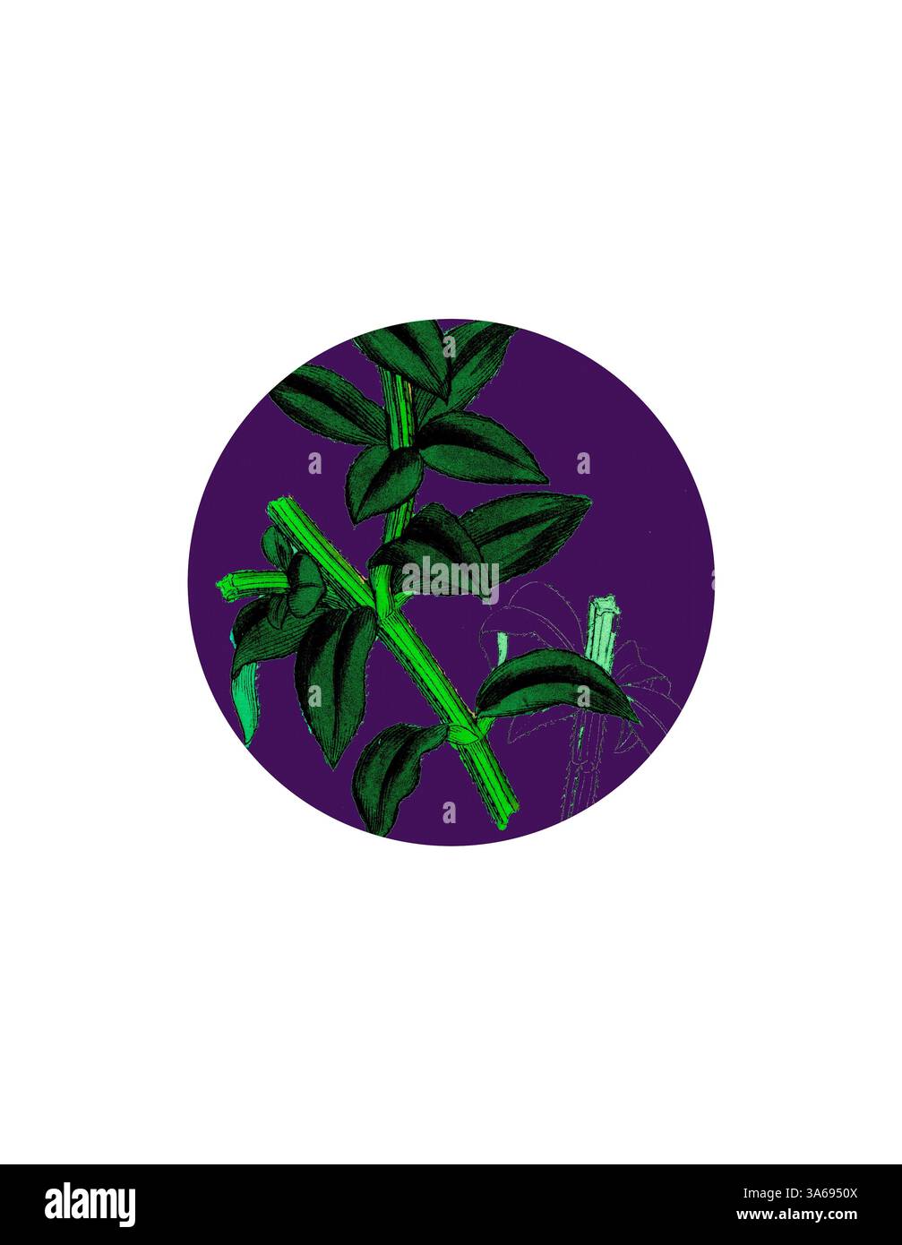 Une représentation vibrante de feuilles vertes avec des détails complexes sur un fond violet riche, créant un contraste saisissant qui met en valeur la beauté naturelle du feuillage. Art classique avec une touche moderne réinventé par Artotop, transformé Rubia Peregrina, Wild Madder Banque D'Images