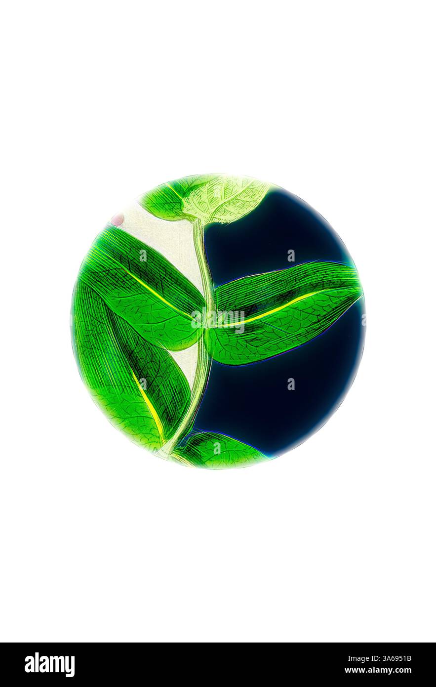 Une illustration vibrante d'une planète circulaire ornée de feuilles vertes luxuriantes, mettant en valeur le mélange harmonieux de la nature et de l'environnement. Le riche feuillage contraste magnifiquement avec les éléments bleus profonds, symbolisant la vitalité de la terre et l'équilibre écologique. Art classique avec une touche moderne réinventé par Artotop, transformé Lonicera Periclymenum, Common Woodbine Banque D'Images