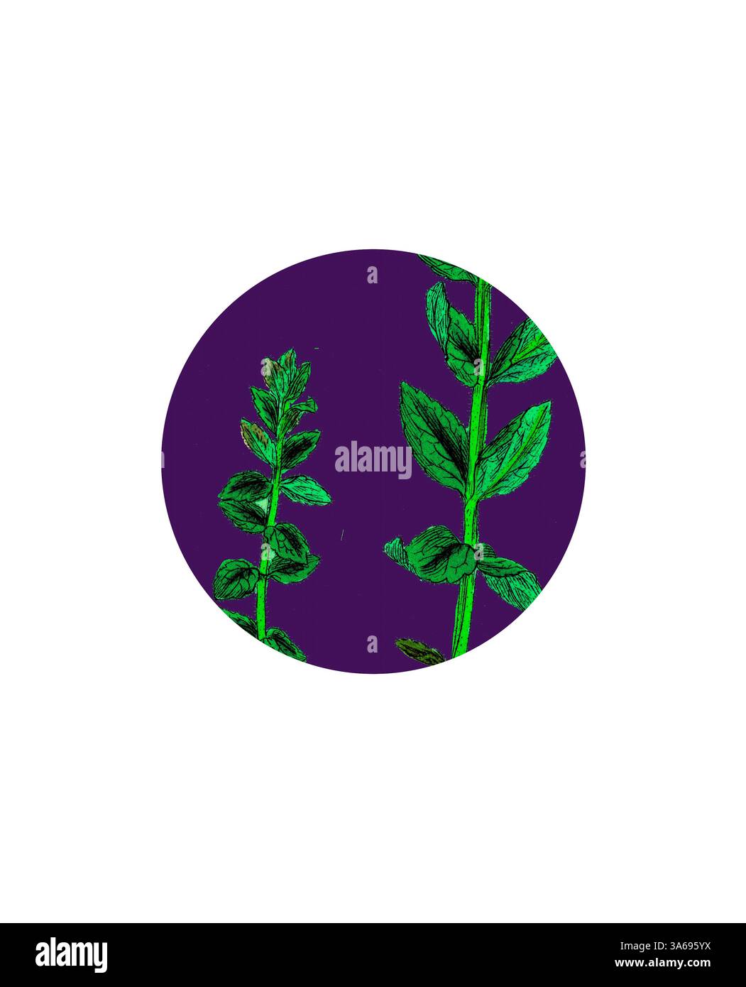 Deux tiges de plantes vertes vibrantes avec des feuilles détaillées se dressent sur un fond violet profond, créant un contraste saisissant qui met en valeur leur beauté naturelle. Art classique avec une touche moderne réinventé par Artotop, transformé Bartsia Alpina, Bartsia alpine Banque D'Images Deux tiges de plantes vertes vibrantes avec des feuilles détaillées se dressent sur un fond violet profond, créant un contraste saisissant qui met en valeur leur beauté naturelle. Art classique avec une touche moderne réinventé par Artotop, transformé Bartsia Alpina, Bartsia alpine Banque D'Images