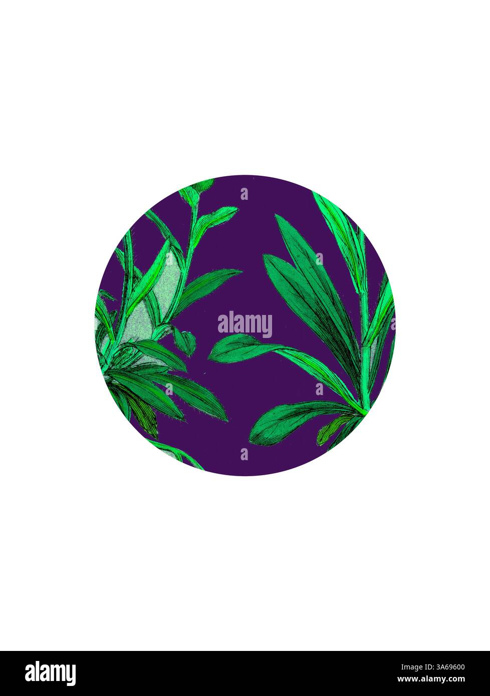 Un affichage vibrant de feuillage vert contraste magnifiquement sur un riche fond violet, créant une composition attrayante et dynamique. Art classique avec une touche moderne réinventé par Artotop, transformé Erigeron Alpinus, Alpine Fleabane Banque D'Images