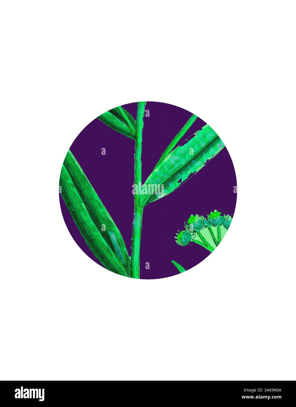 Un affichage vibrant de feuilles vertes et de fleurs délicates sur un riche fond violet, créant un contraste saisissant qui met en valeur la beauté de la nature. Art classique avec une touche de modernité réinventé par Artotop, transformé Gnaphalium Margaritaceum, Pearly Everduring Banque D'Images Un affichage vibrant de feuilles vertes et de fleurs délicates sur un riche fond violet, créant un contraste saisissant qui met en valeur la beauté de la nature. Art classique avec une touche de modernité réinventé par Artotop, transformé Gnaphalium Margaritaceum, Pearly Everduring Banque D'Images