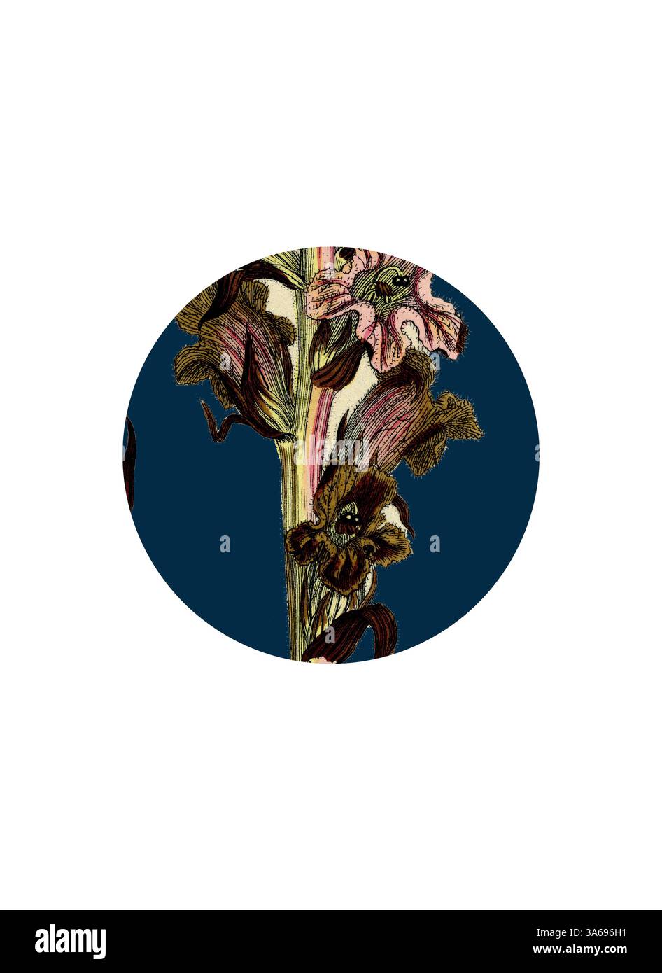 Un motif floral richement illustré avec des fleurs élégantes et un feuillage riche, sur fond bleu profond qui accentue ses détails et textures délicats. Art classique avec une touche moderne réinventé par Artotop, transformé Orobanche Caryophyllacea, Broomrape parfumée au clou de girofle Banque D'Images