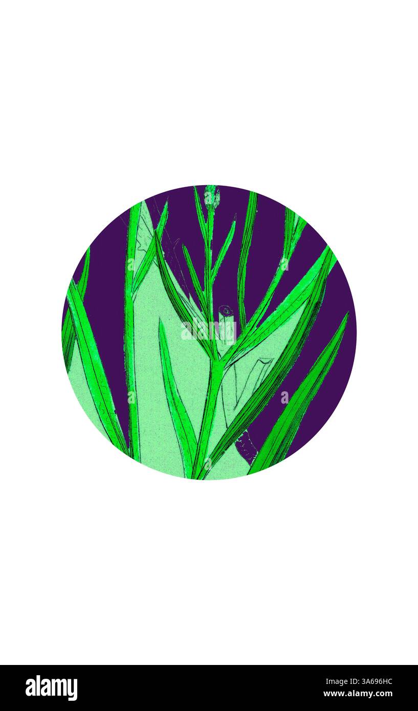Une illustration vibrante présente des plantes vertes stylisées avec des feuilles allongées sur un fond violet profond, créant un contraste saisissant qui met en valeur leurs formes organiques. Art classique avec une touche moderne réinventé par Artotop, transformé Centaurea Cyanus, Blue-Bottle Banque D'Images
