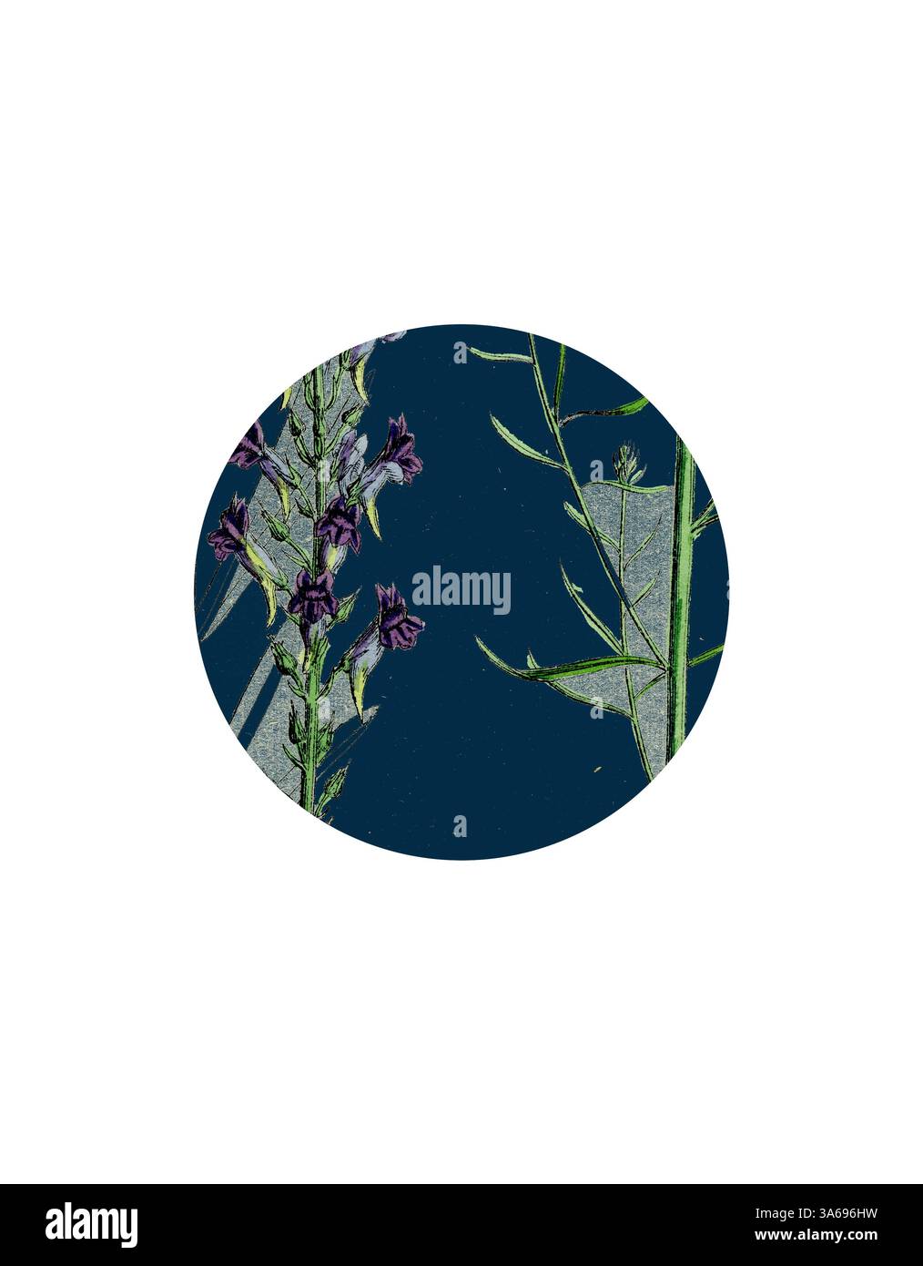 Une exposition vibrante de fleurs et de feuillages délicats, mettant en valeur les textures et les couleurs sur un fond riche, créant une interaction harmonieuse de la beauté de la nature. Art classique avec une touche moderne réinventé par Artotop, transformé Linaria purpurea, Purple Toadflax Banque D'Images