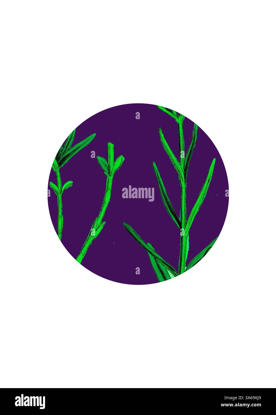 Une représentation vibrante de tiges de plantes vertes contrastant avec un riche fond violet, soulignant la beauté naturelle et les détails complexes du feuillage. Art classique avec une touche moderne réinventé par Artotop, transformé Gentiana Pneumonanthe, Violet Calathian Banque D'Images