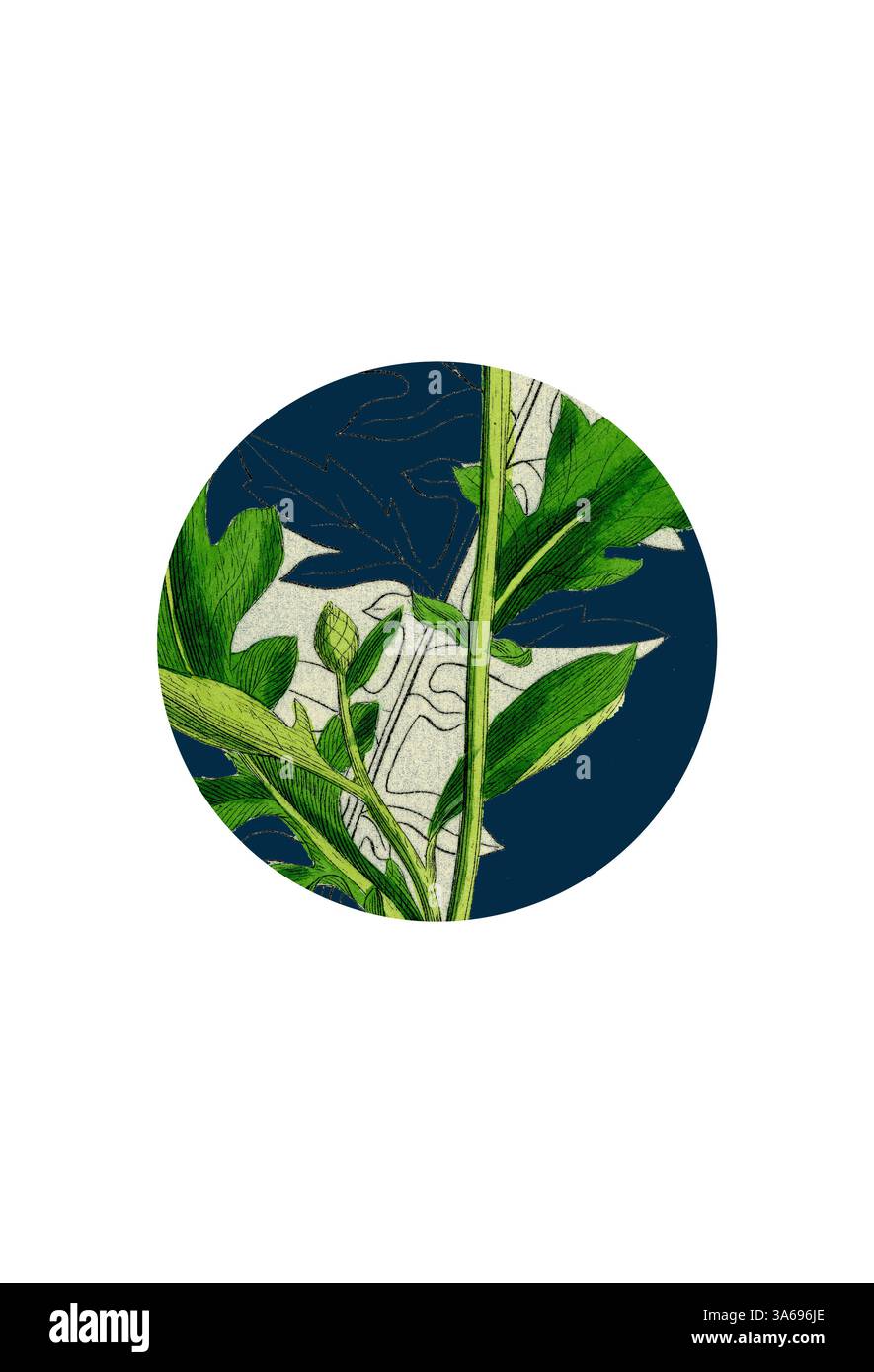 Une illustration détaillée avec des feuilles vertes éclatantes entrelacées avec un fond texturé, créant un contraste saisissant qui met en valeur la beauté naturelle du feuillage. Art classique avec une touche moderne réinventé par Artotop, transformé Centaurea Scabiosa, Grand Knapweed Banque D'Images Une illustration détaillée avec des feuilles vertes éclatantes entrelacées avec un fond texturé, créant un contraste saisissant qui met en valeur la beauté naturelle du feuillage. Art classique avec une touche moderne réinventé par Artotop, transformé Centaurea Scabiosa, Grand Knapweed Banque D'Images