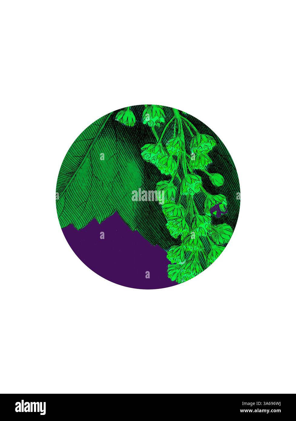 Une illustration vibrante avec des feuillages verts en cascade et des grappes délicates, sur un riche fond violet, capturant l'essence de la beauté de la nature. Art classique avec une touche moderne réinventé par Artotop, transformé Acer pseudo-Platanus, Sycamore Banque D'Images