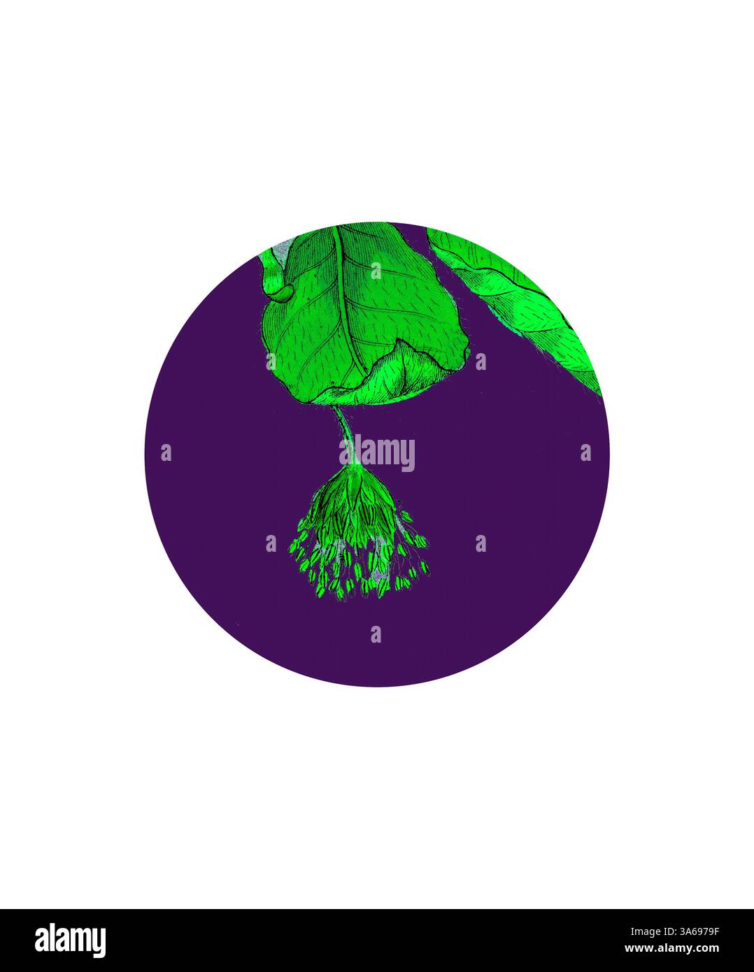 Une illustration vibrante présente une feuille verte et une fleur délicate et bourgeonnante accrochée gracieusement en dessous, sur un riche fond violet. Art classique avec une touche moderne réinventé par Artotop, transformé Fagus Sylvatica, hêtre commun Banque D'Images