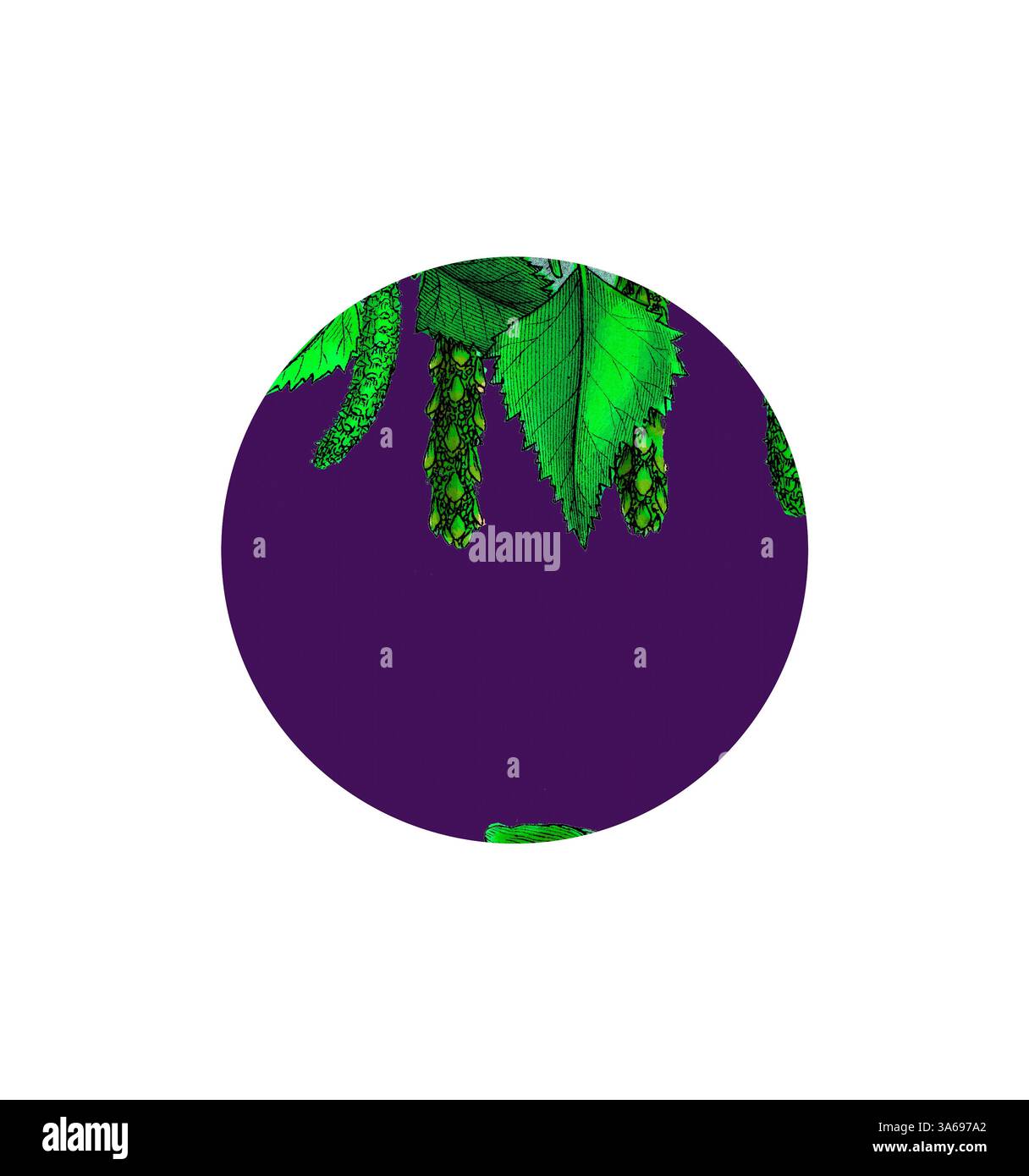 Un feuillage vert éclatant composé de feuilles détaillées et d'éléments délicats, placé sur un riche fond violet, crée un contraste visuel saisissant. Art classique avec une touche moderne réinventé par Artotop, transformé Betula verrucosa, bouleau blanc Banque D'Images
