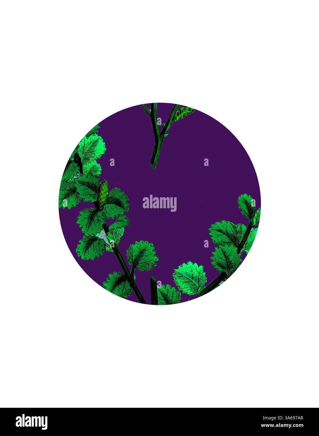 Un design vibrant avec des feuilles vertes luxuriantes entrelacées sur un fond violet profond, créant un contraste saisissant qui met en valeur la beauté de la nature. Art classique avec une touche moderne réinventé par Artotop, transformé Betula Nana, bouleau nain Banque D'Images Un design vibrant avec des feuilles vertes luxuriantes entrelacées sur un fond violet profond, créant un contraste saisissant qui met en valeur la beauté de la nature. Art classique avec une touche moderne réinventé par Artotop, transformé Betula Nana, bouleau nain Banque D'Images