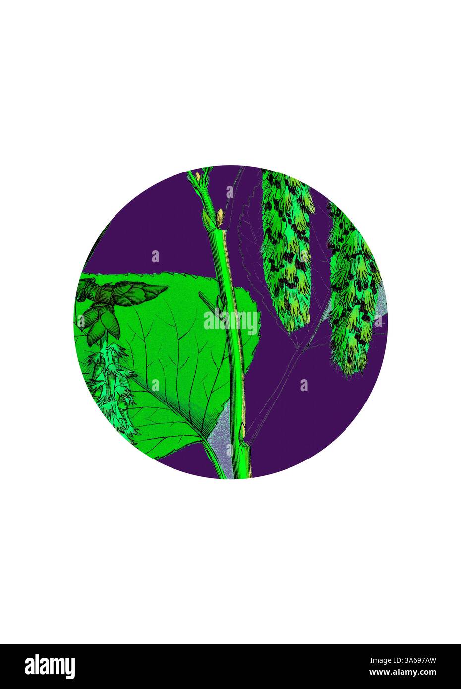 Une représentation artistique mettant en valeur un feuillage vert vibrant et des structures végétales complexes sur un riche fond violet, soulignant la beauté et la complexité de la nature. Art classique avec une touche moderne réinventé par Artotop, transformé Populus Nigra, peuplier noir Banque D'Images