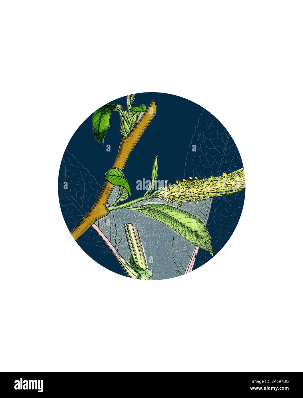 Une illustration circulaire avec des éléments botaniques détaillés, y compris une branche mince avec des feuilles vert vif et un groupe de fleurs jaunes délicates sur un fond bleu foncé. Art classique avec une touche moderne réinventé par Artotop, transformé Salix fragilis, Var. Décipiens, saule gallois blanc Banque D'Images
