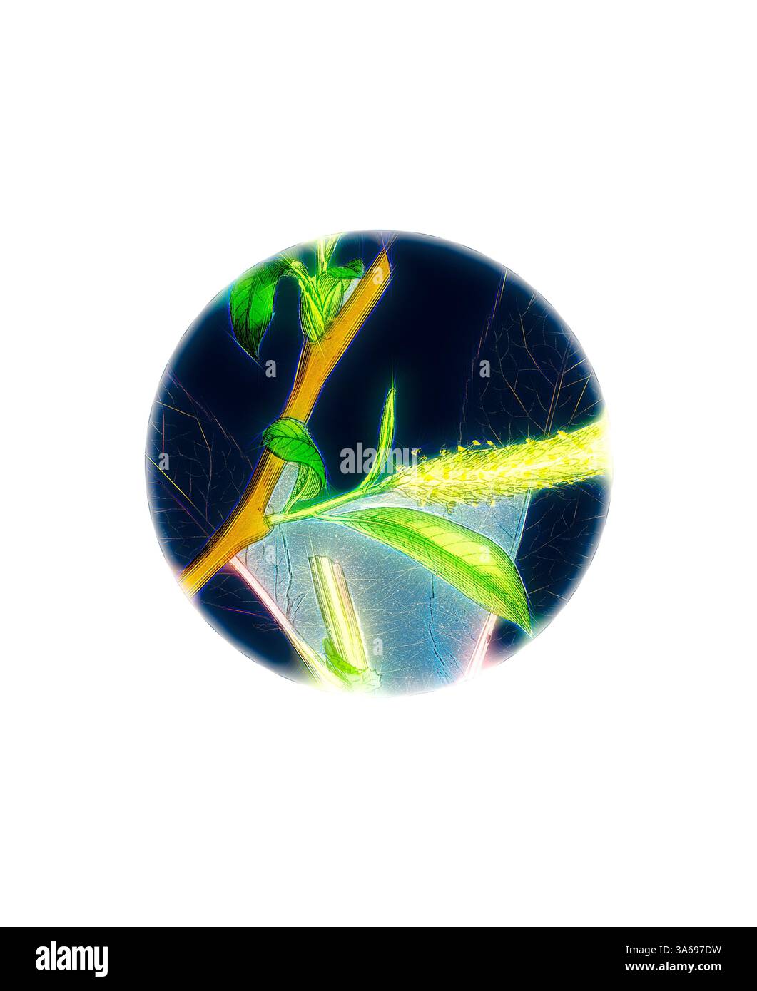 Un gros plan de feuillage végétal vibrant et une pointe florale, mis en valeur par des couleurs éclatantes et des détails complexes, créant un contraste visuel saisissant sur un fond sombre. Art classique avec une touche moderne réinventé par Artotop, transformé Salix fragilis, Var. Décipiens, saule gallois blanc Banque D'Images