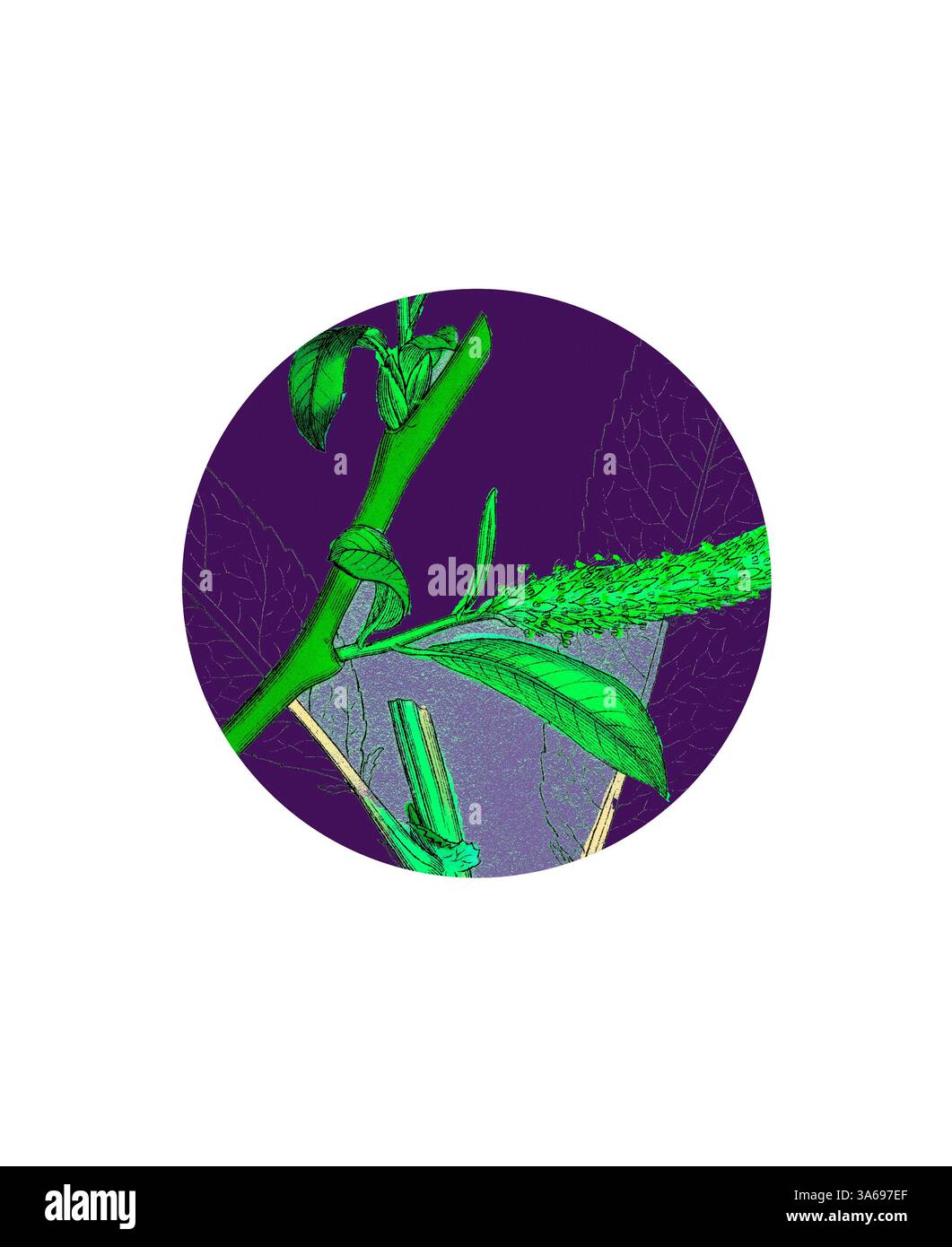 Une illustration vibrante présente une tige et des feuilles de plante, intimement entrelacées avec une palette de couleurs vertes, placées sur un fond violet vif. La conception met en évidence la beauté naturelle et la structure de la végétation. Art classique avec une touche moderne réinventé par Artotop, transformé Salix fragilis, Var. Décipiens, saule gallois blanc Banque D'Images