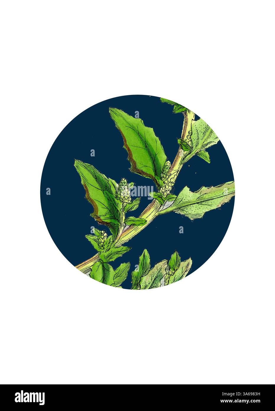 Une illustration botanique détaillée mettant en valeur les feuilles vertes éclatantes et les grappes de fleurs délicates d'une plante, sur fond bleu profond, soulignant sa beauté naturelle et ses structures complexes. Art classique avec une touche moderne réinventé par Artotop, transformé Chenopodium glaucum, chêne-Leaved Goosefoot Banque D'Images