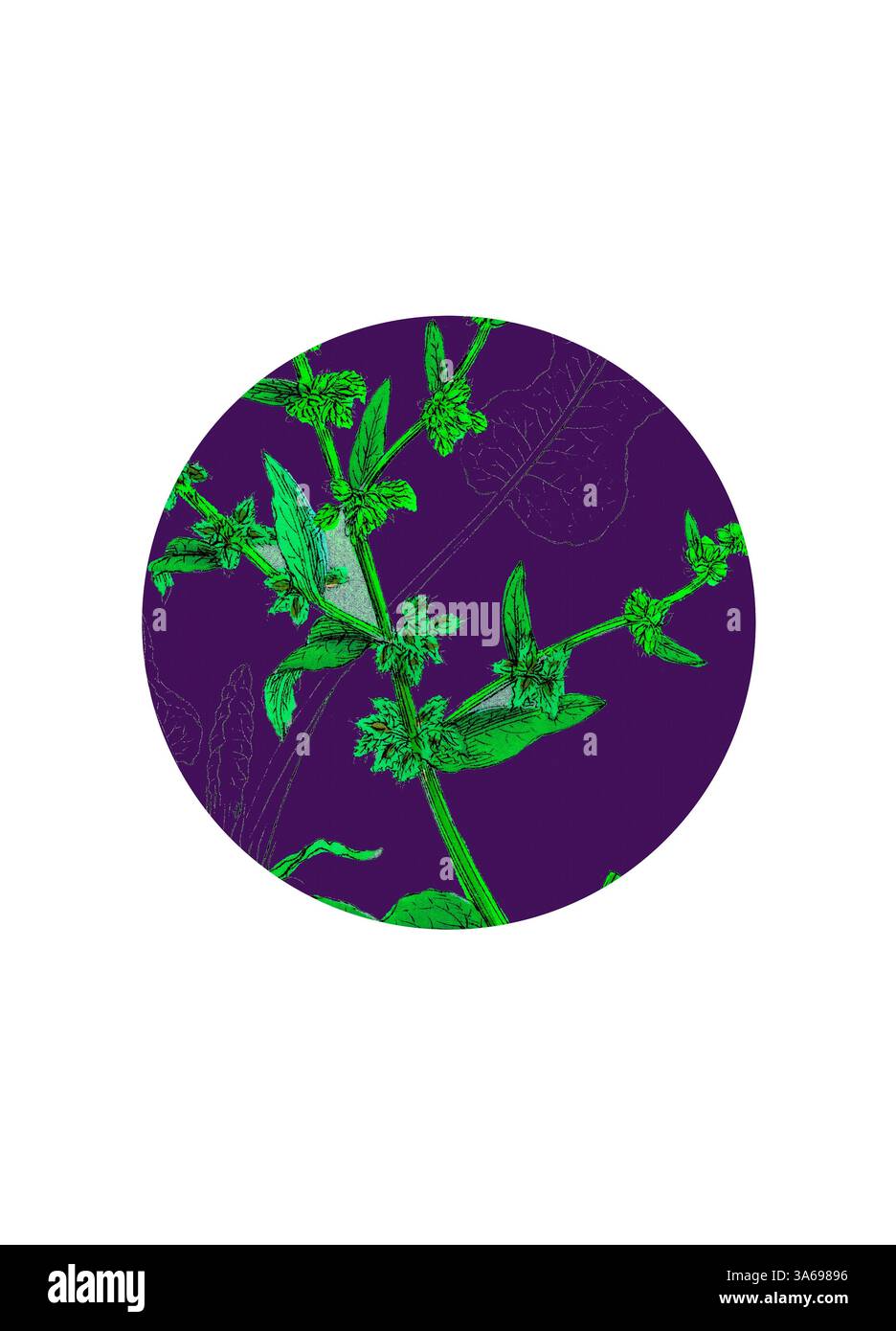 Une illustration botanique vibrante avec un feuillage vert sur un riche fond violet, mettant en valeur les détails complexes des feuilles et des tiges de la plante. Art classique avec une touche moderne réinventé par Artotop, transformé Rumex Pulcher, Fiddle Dock Banque D'Images