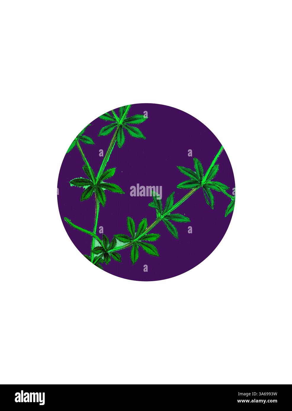 Une plante verte vibrante aux feuilles délicates s'étend sur un fond violet profond, créant un contraste saisissant qui souligne sa beauté. Art classique avec une touche moderne réinventé par Artotop, transformé Sherardia Arvensis, Blue Field Madder Banque D'Images Une plante verte vibrante aux feuilles délicates s'étend sur un fond violet profond, créant un contraste saisissant qui souligne sa beauté. Art classique avec une touche moderne réinventé par Artotop, transformé Sherardia Arvensis, Blue Field Madder Banque D'Images