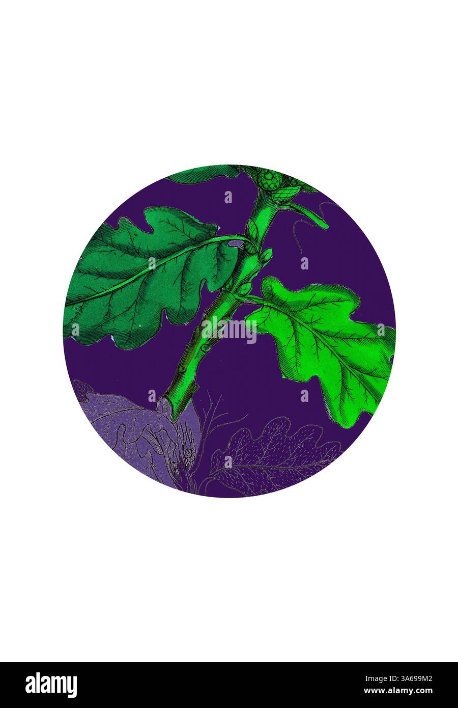Une illustration vibrante avec des feuilles de chêne vert sur un riche fond violet, mettant en valeur les détails complexes du feuillage et de la tige. Art classique avec une touche moderne réinventé par Artotop, transformé Quercus Sessiliflora, chêne sessile fruité Banque D'Images