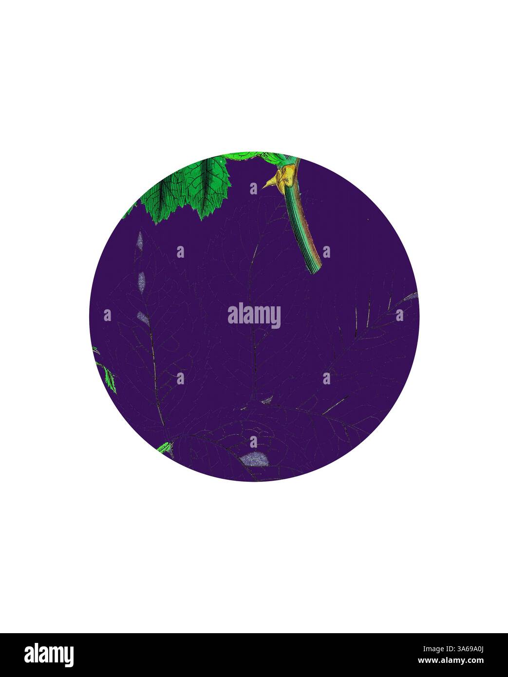 Un design circulaire avec des feuilles vertes éclatantes sur un riche fond violet, mettant en valeur les détails complexes du feuillage et créant un contraste saisissant. Art classique avec une touche moderne réinventé par Artotop, transformé Rosa Canina, Common Dog-Rose Banque D'Images