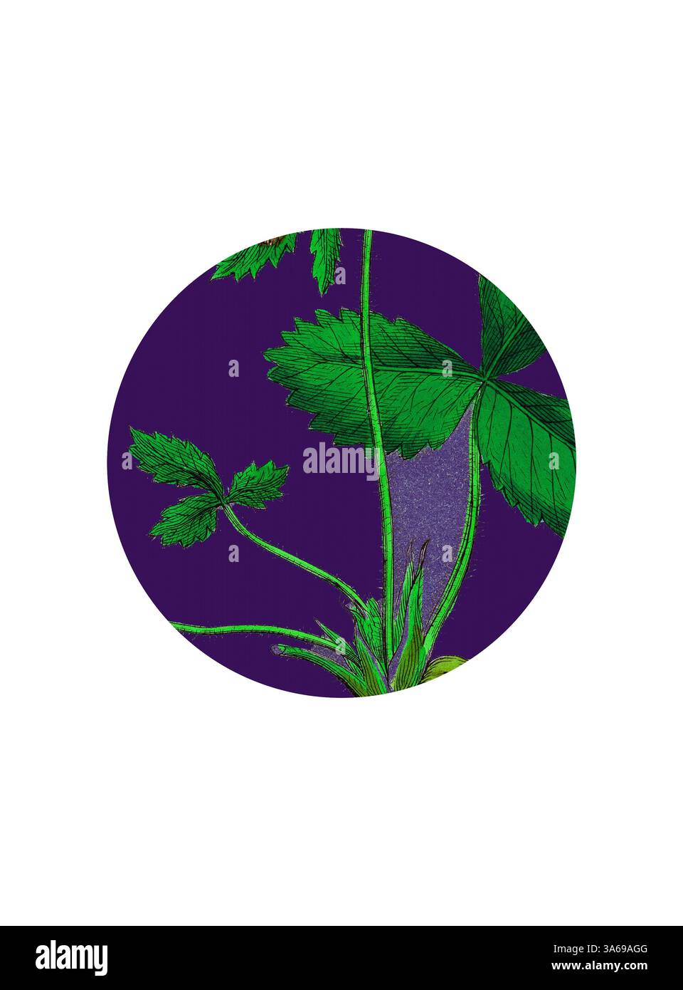 Des feuilles vertes éclatantes aux détails complexes émergent sur un fond violet profond, créant un contraste saisissant qui met en valeur la beauté naturelle du feuillage. Art classique avec une touche moderne réinventé par Artotop, transformé Fragaria Vesca, fraise sauvage Banque D'Images Des feuilles vertes éclatantes aux détails complexes émergent sur un fond violet profond, créant un contraste saisissant qui met en valeur la beauté naturelle du feuillage. Art classique avec une touche moderne réinventé par Artotop, transformé Fragaria Vesca, fraise sauvage Banque D'Images