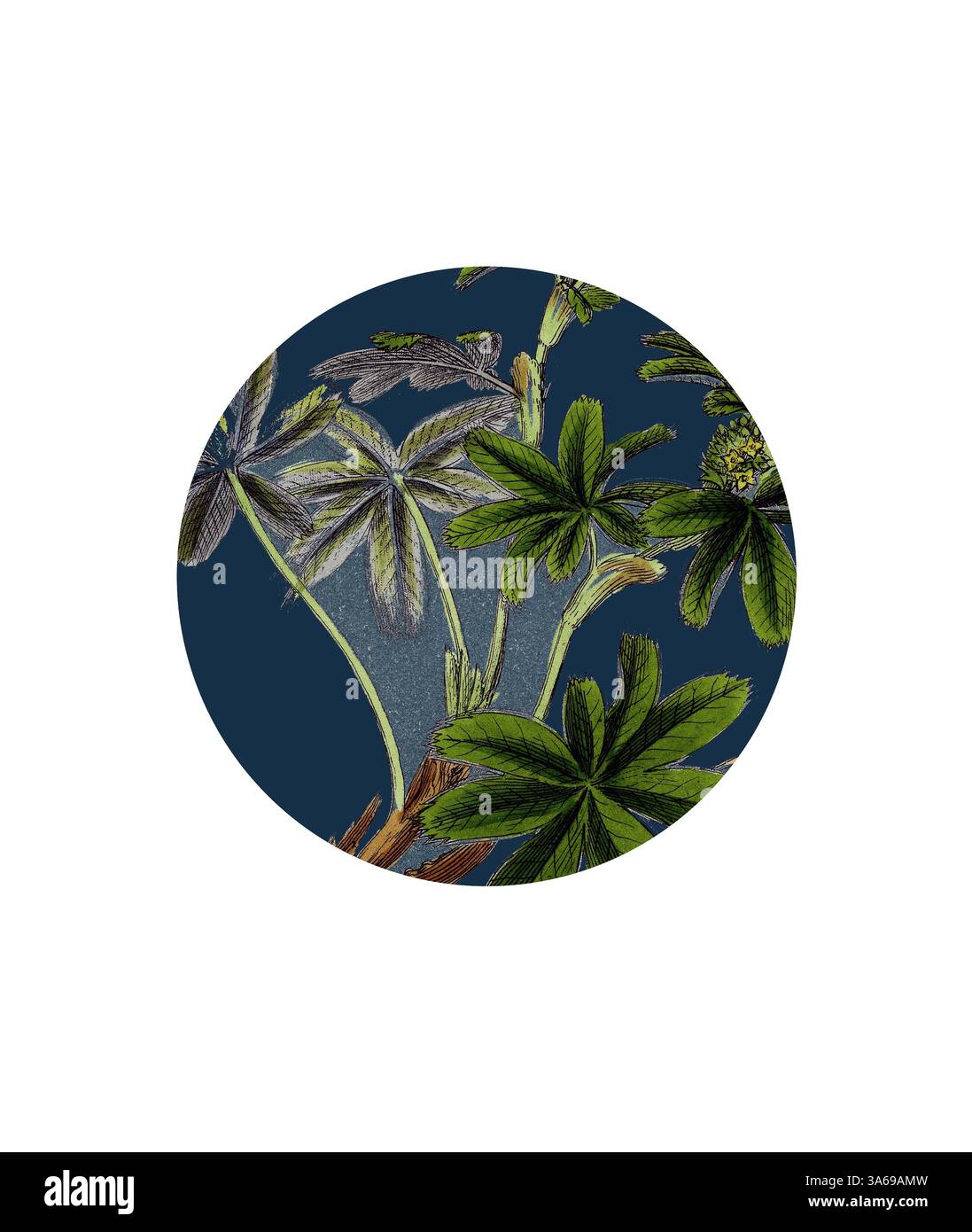 Une illustration vibrante présente des feuilles vertes luxuriantes avec des détails complexes, placées sur un fond bleu profond, soulignant la beauté de la nature. Art classique avec une touche moderne réinventé par Artotop, transformé Alchemilla Conjuncta, Silver Lady's-Mantle Banque D'Images