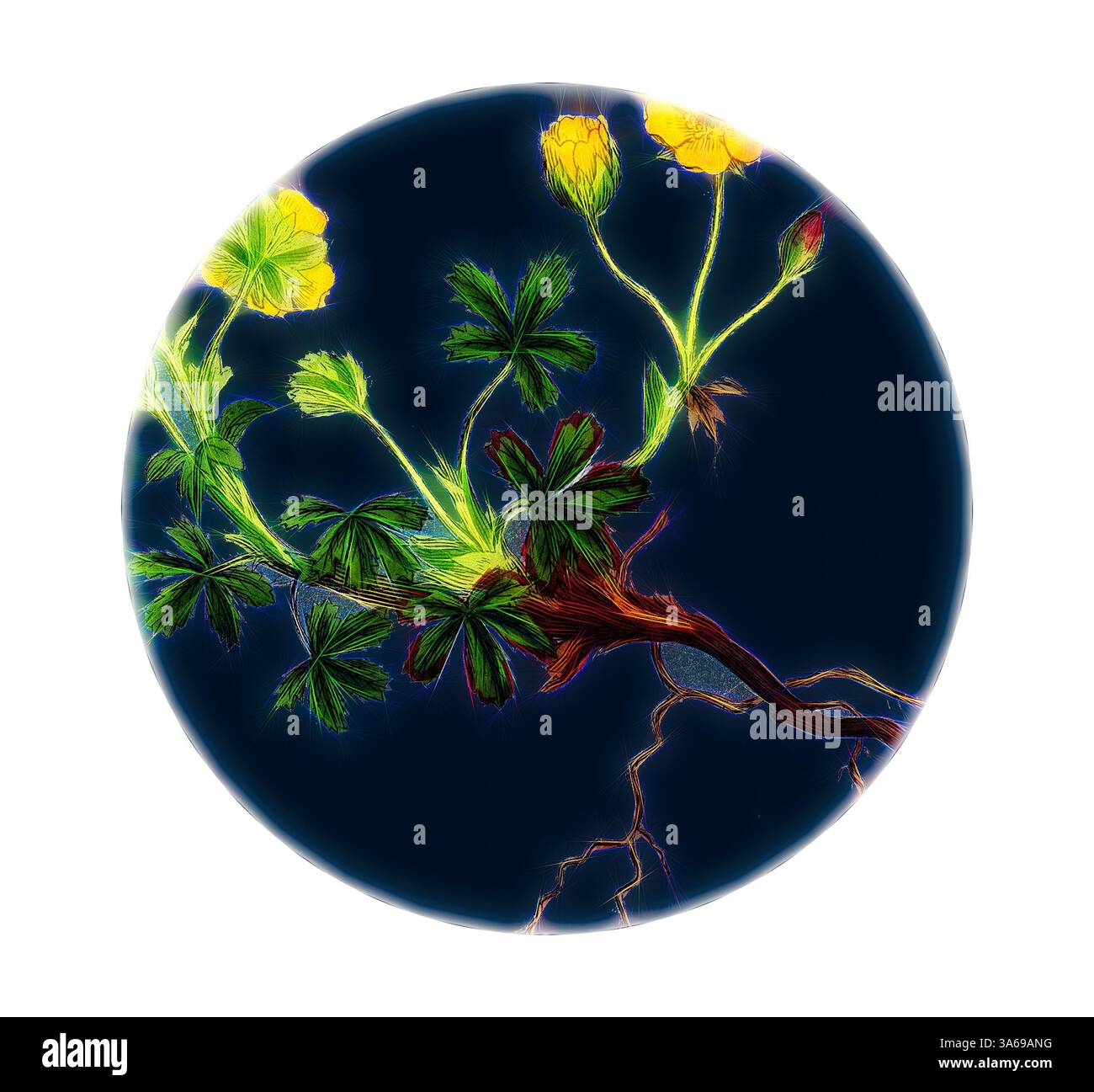 Un arrangement animé de fleurs jaunes et de feuilles vertes entrelace un fond sombre saisissant, mettant en valeur les détails complexes de la beauté de la nature. Art classique avec une touche moderne réinventé par Artotop, transformé Potentilla Verna, Spring Cinquefoil Banque D'Images Un arrangement animé de fleurs jaunes et de feuilles vertes entrelace un fond sombre saisissant, mettant en valeur les détails complexes de la beauté de la nature. Art classique avec une touche moderne réinventé par Artotop, transformé Potentilla Verna, Spring Cinquefoil Banque D'Images