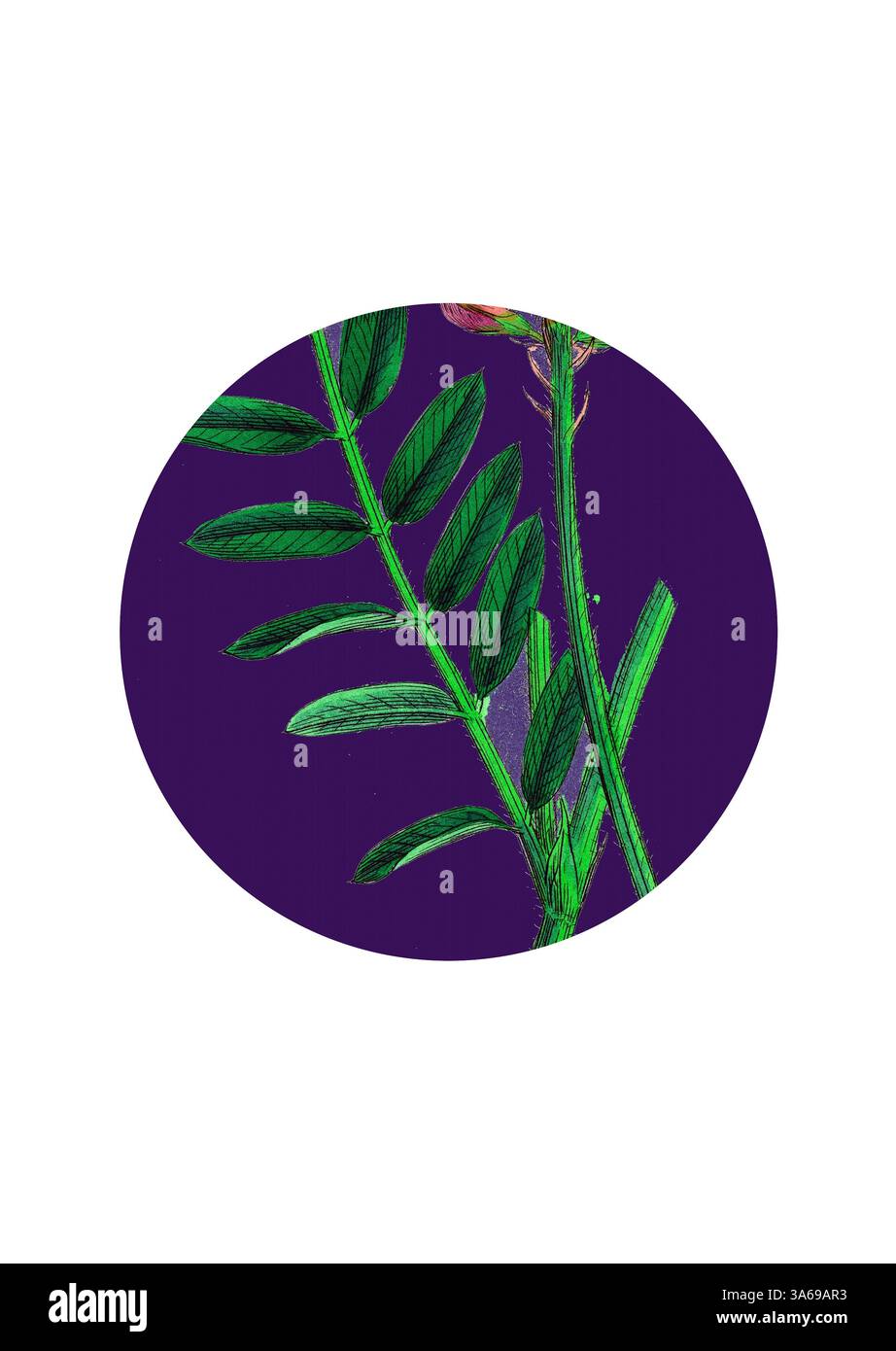 Une plante verte vibrante avec des feuilles allongées et une fleur en herbe se distingue sur un riche fond violet, créant un contraste visuel saisissant. Art classique avec une touche moderne réinventé par Artotop, transformé Onobrychis Sativa, Saintfoin Banque D'Images