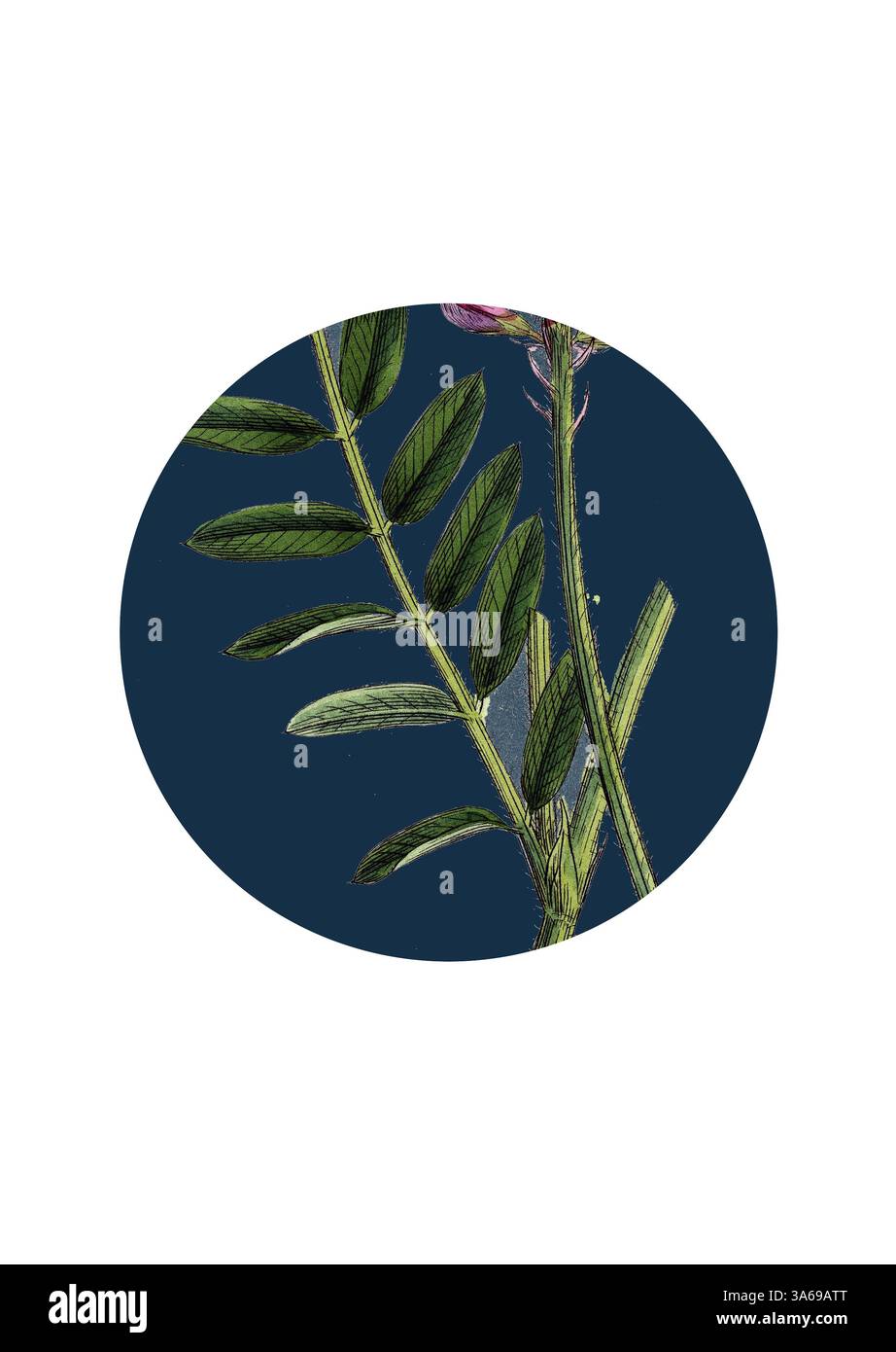 Une illustration vibrante d'une plante avec des feuilles vertes luxuriantes et de délicats bourgeons roses sur un fond bleu profond, mettant en valeur la beauté de la nature. Art classique avec une touche moderne réinventé par Artotop, transformé Onobrychis Sativa, Saintfoin Banque D'Images