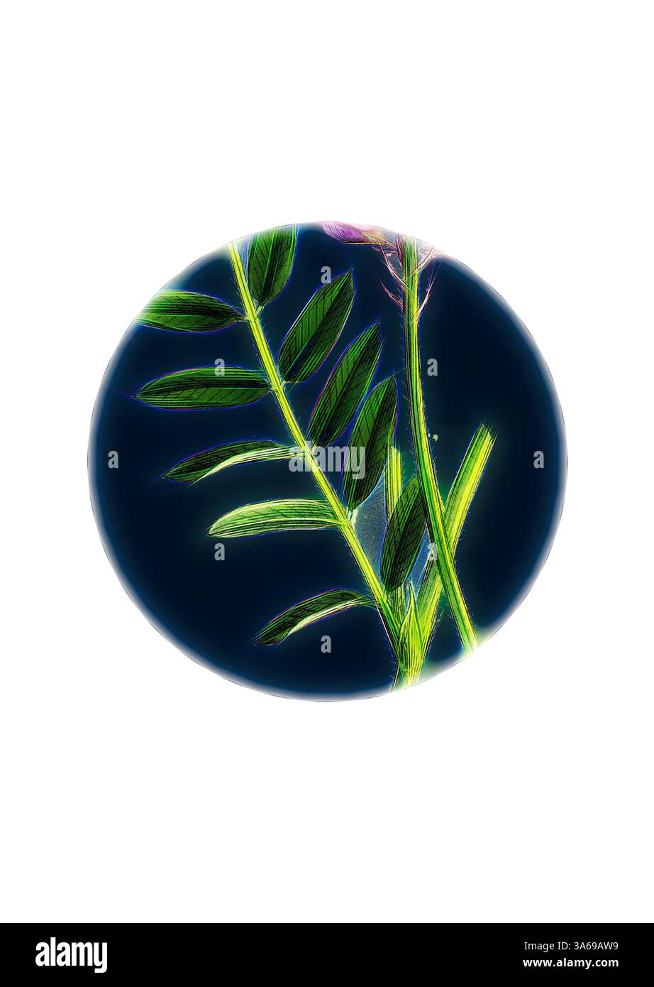 Une plante verte vibrante avec des feuilles allongées, gracieusement atteignant vers le haut, est placée sur un fond sombre, soulignant sa beauté naturelle et ses détails complexes. Art classique avec une touche moderne réinventé par Artotop, transformé Onobrychis Sativa, Saintfoin Banque D'Images