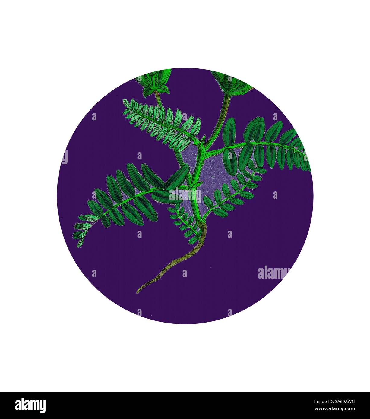 Une illustration détaillée de vignes vertes feuillues entrelacées sur un riche fond violet, mettant en valeur les motifs complexes et les textures du feuillage. Art classique avec une touche moderne réinventé par Artotop, transformé Astragalus Hypoglottis, Purple Milk-Vetch Banque D'Images