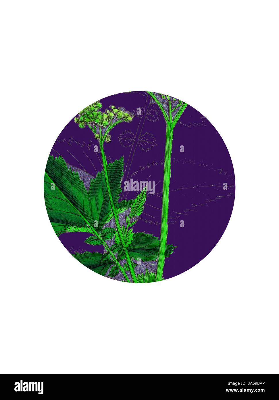 Une composition artistique mettant en vedette des tiges et des feuilles de plantes vertes éclatantes sur un fond violet riche et profond, accentué par de délicats croquis de feuillage. Art classique avec une touche moderne réinventé par Artotop, transformé Spiraea Ulmaria, Meadow-Sweet Banque D'Images