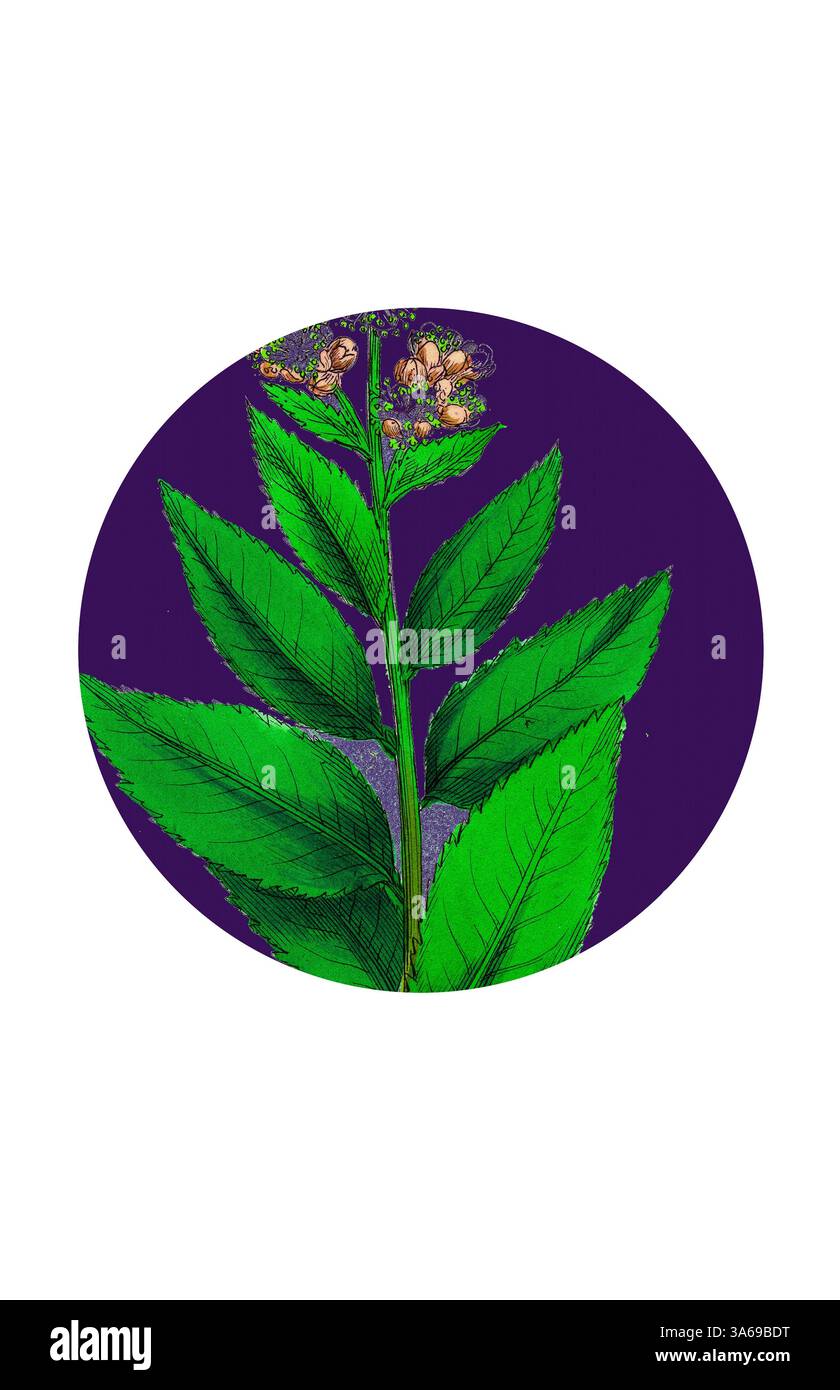 Une plante verte vibrante avec des feuilles luxuriantes et des grappes de petites fleurs sur un riche fond violet, mettant en valeur la beauté de la nature avec un contraste saisissant. Art classique avec une touche moderne réinventé par Artotop, transformé Spiraea Salicifolia, Spiraea à feuilles de saule Banque D'Images