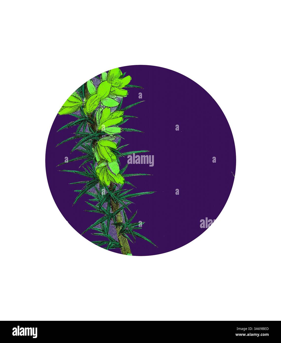 Une plante verte vibrante avec des épines pointues et des fleurs jaunes délicates se distingue sur un fond violet profond, créant un contraste visuel saisissant. Art classique avec une touche moderne réinventé par Artotop, transformé Ulex eu-nanus, Dwarf Furze Banque D'Images
