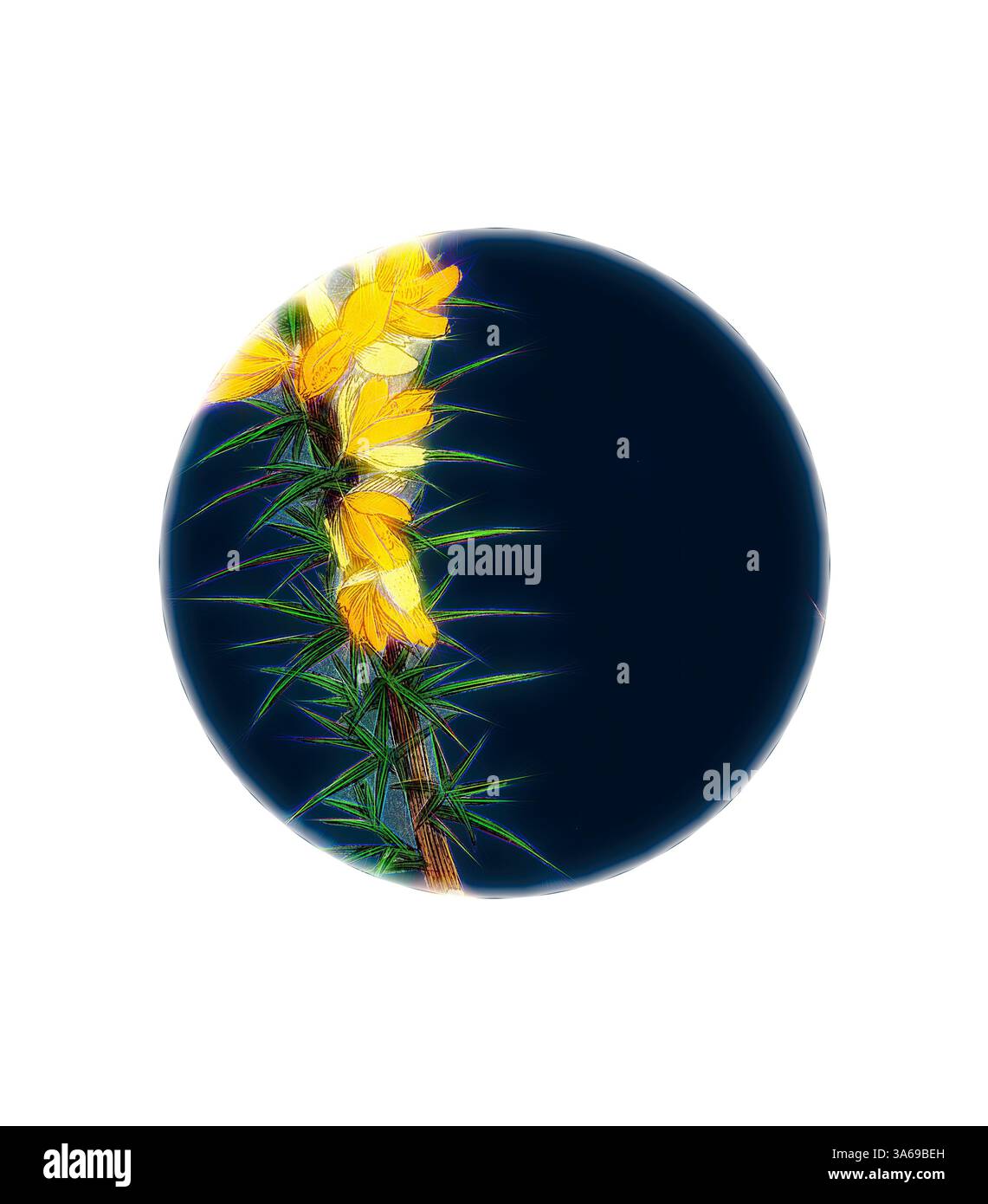 Un arrangement vibrant de fleurs jaunes contraste avec un fond profond et sombre, entouré d'un feuillage vert délicat qui ajoute texture et profondeur. Art classique avec une touche moderne réinventé par Artotop, transformé Ulex eu-nanus, Dwarf Furze Banque D'Images