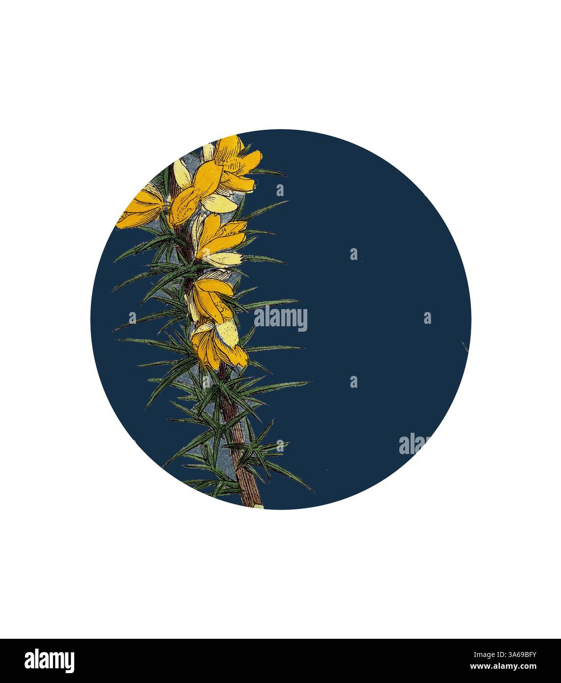 Une grappe de fleurs jaunes éclatantes émerge d'une tige verte épaisse, placée sur un fond bleu profond, créant un contraste saisissant qui met en valeur la beauté de la nature. Art classique avec une touche moderne réinventé par Artotop, transformé Ulex eu-nanus, Dwarf Furze Banque D'Images