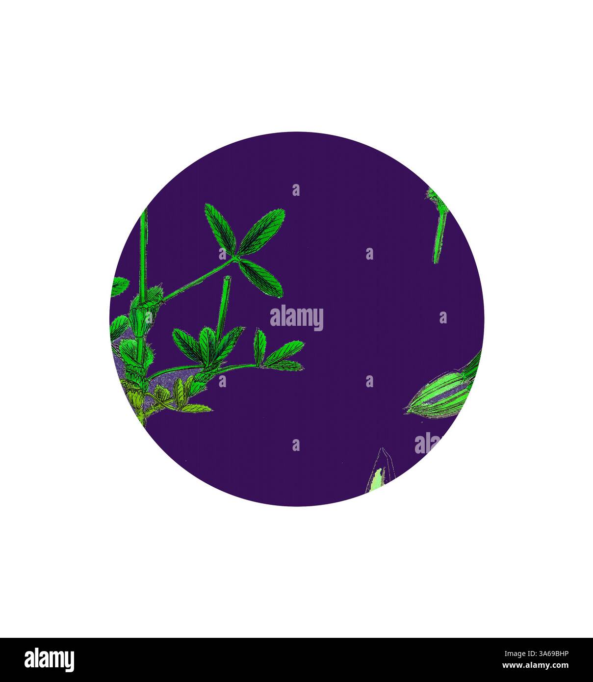 Une composition vibrante avec un feuillage vert sur un riche fond violet, mettant en valeur les détails complexes des feuilles et des bourgeons. Art classique avec une touche moderne réinventé par Artotop, transformé Trifolium Strictum, Trefoil droit à tête ronde Banque D'Images