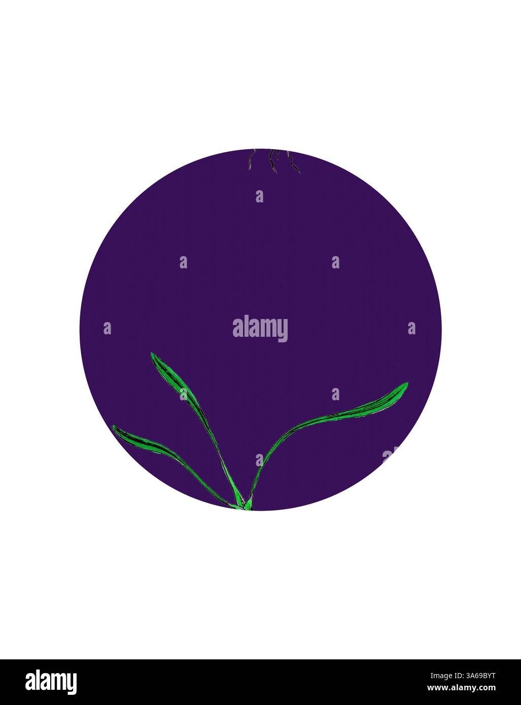 Une plante verte aux feuilles délicates émerge d'un fond violet vibrant, créant un contraste saisissant qui met en valeur sa beauté naturelle. Art classique avec une touche moderne réinventé par Artotop, transformé Ranunculus reptans, Creeping Spearwort Banque D'Images Une plante verte aux feuilles délicates émerge d'un fond violet vibrant, créant un contraste saisissant qui met en valeur sa beauté naturelle. Art classique avec une touche moderne réinventé par Artotop, transformé Ranunculus reptans, Creeping Spearwort Banque D'Images