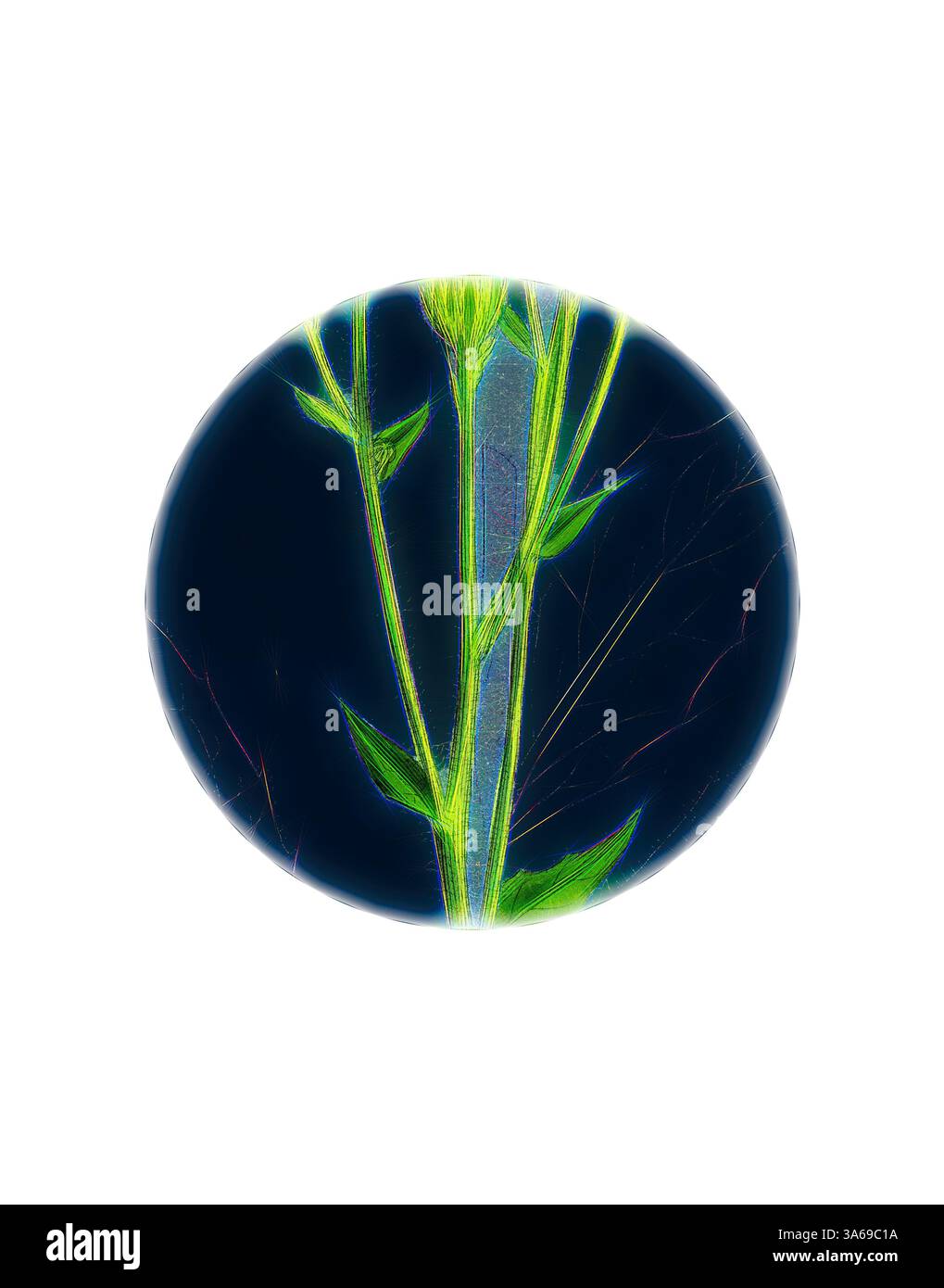 Une plante verte éclatante émerge d'un fond sombre, mettant en valeur ses détails complexes et sa structure délicate. Art classique avec une touche de modernité réinventé par Artotop, transformé Hieracium Boreale, faucon à feuilles larges Banque D'Images