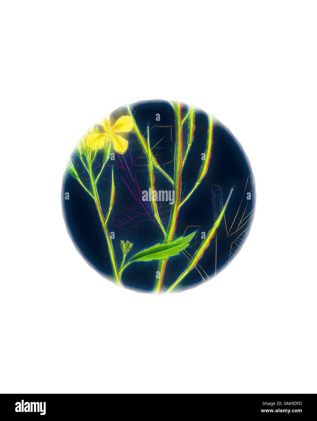 Une fleur délicate aux pétales jaunes éclatants émerge d'un arrangement complexe de tiges et de feuilles minces, sur un fond profond et contrasté. La scène capture un mélange de beauté naturelle et de flair artistique. Art classique avec une touche moderne réinventé par Artotop, transformé Raphanus Raphanistrum, radis sauvage Banque D'Images