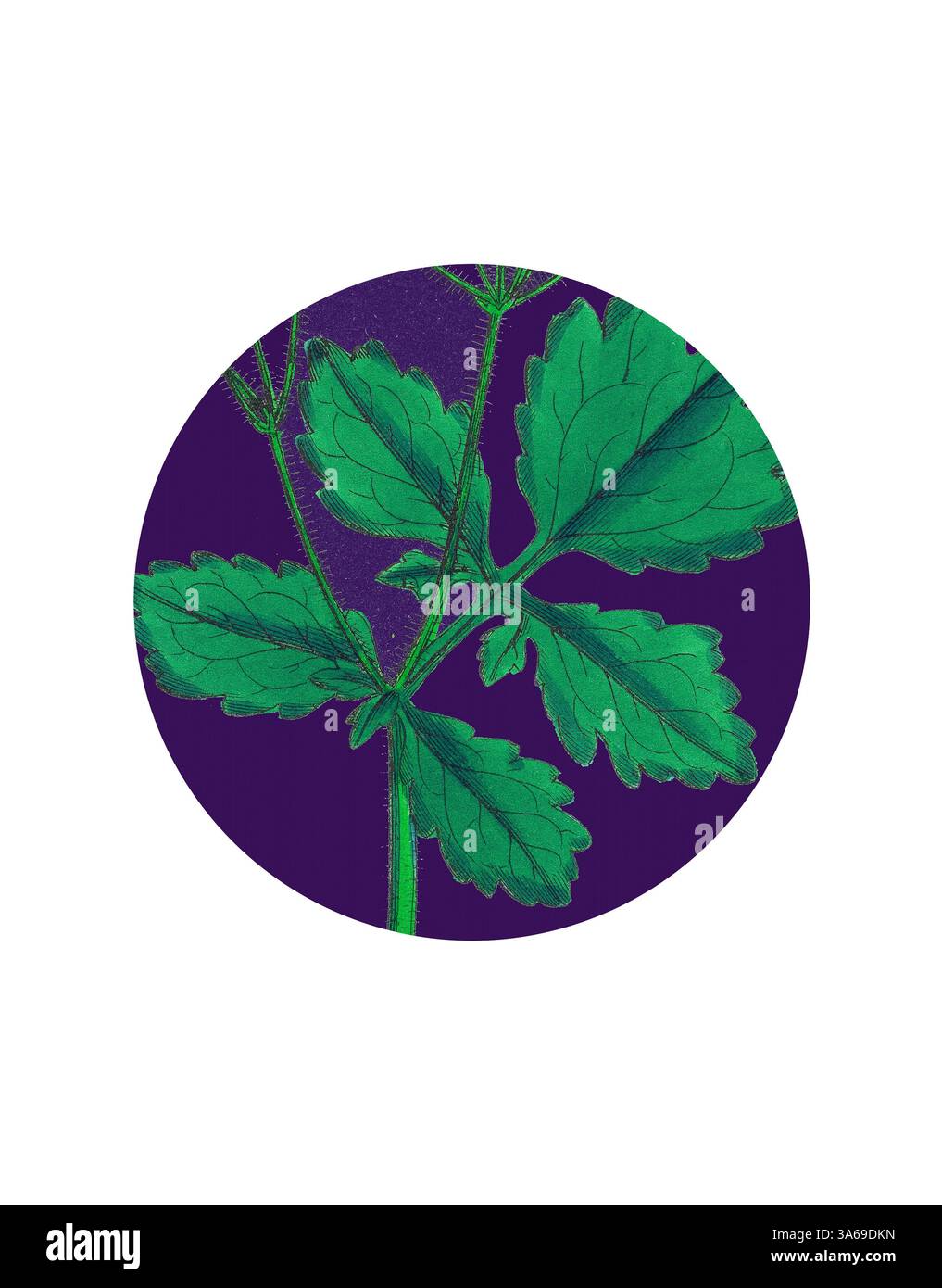 Une illustration vibrante d'une branche de feuilles vertes sur un riche fond violet, mettant en valeur les détails complexes et les textures du feuillage. Art classique avec une touche moderne réinventé par Artotop, transformé Chelidonium Majus, Celandine Banque D'Images