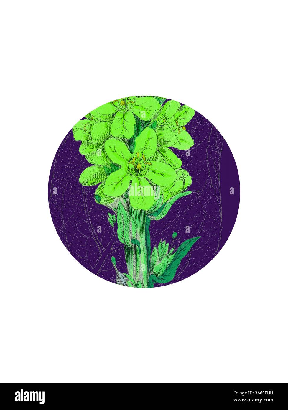 Une plante verte vibrante avec des fleurs saisissantes se distingue sur un fond violet profond, soulignant ses détails complexes et sa beauté naturelle. Art classique avec une touche moderne réinventé par Artotop, transformé Verbascum Thapsus, Great Mullein Banque D'Images Une plante verte vibrante avec des fleurs saisissantes se distingue sur un fond violet profond, soulignant ses détails complexes et sa beauté naturelle. Art classique avec une touche moderne réinventé par Artotop, transformé Verbascum Thapsus, Great Mullein Banque D'Images