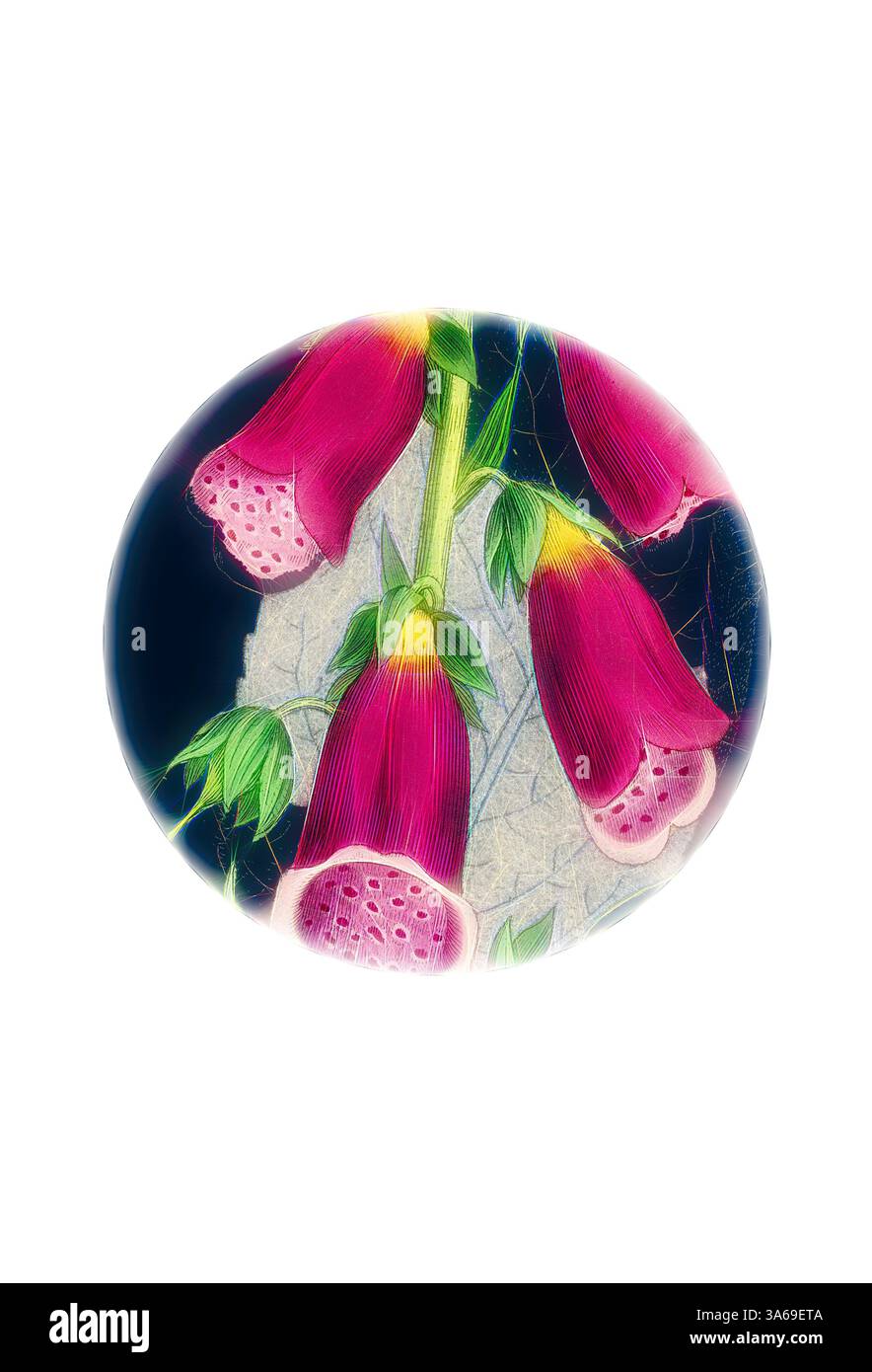 Une vivacité de fleurs roses, mettant en valeur leurs fleurs complexes en forme de cloche et leurs feuilles vertes luxuriantes sur un fond contrasté. Art classique avec une touche moderne réinventé par Artotop, transformé Digitalis purpurea, Purple Foxglove Banque D'Images