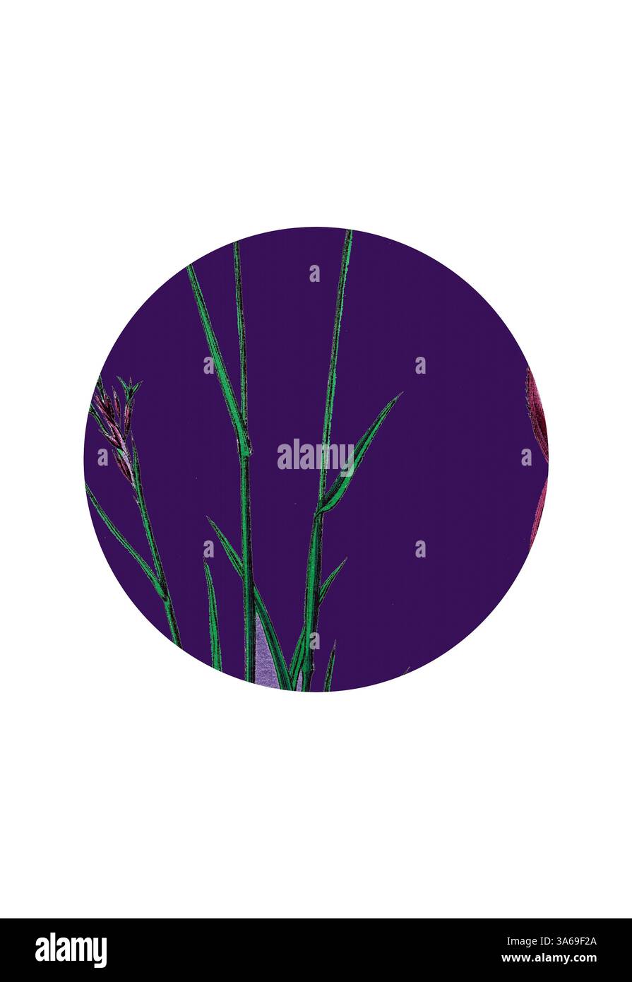 De délicats brins d'herbe verts se dressent sur un fond violet éclatant, créant un contraste saisissant qui met en valeur la beauté de la nature. Art classique avec une touche moderne réinventé par Artotop, transformé Poa stricta, Straight-Stemmed Meadow-Grass Banque D'Images De délicats brins d'herbe verts se dressent sur un fond violet éclatant, créant un contraste saisissant qui met en valeur la beauté de la nature. Art classique avec une touche moderne réinventé par Artotop, transformé Poa stricta, Straight-Stemmed Meadow-Grass Banque D'Images