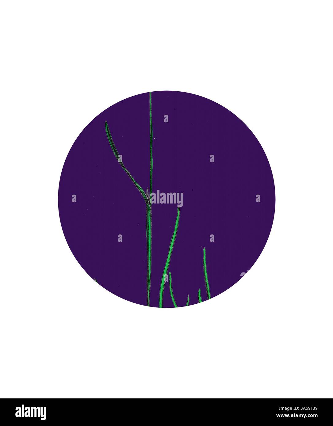 Une illustration frappante présente des plantes élancées et allongées s'étendant vers le haut sur un fond violet profond, créant un sentiment d'élégance et de tranquillité. Art classique avec une touche moderne réinventé par Artotop, transformé Poa eu-Laxa, Wavy Meadow-Grass Banque D'Images