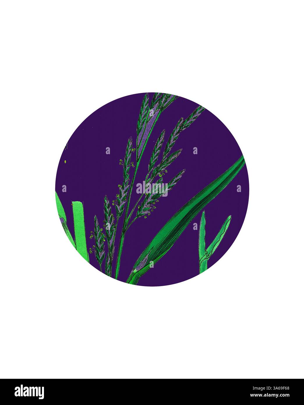 Une représentation artistique avec des éléments végétaux verts complexes sur un fond violet vif, créant un contraste saisissant qui met en valeur les détails botaniques. Art classique avec une touche moderne réinventé par Artotop, transformé Glyceria plicata, prairie-herbe pliée Banque D'Images