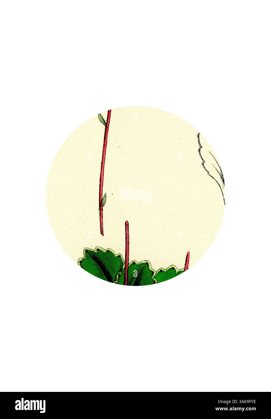 Une illustration circulaire représentant de délicates feuilles vertes avec des tiges rouges frappantes sur un fond doux et pâle, mettant en valeur la beauté de la nature. Art classique avec une touche moderne réinventé par Artotop, transformé Saxifraga Umbrosa Common London-Pride Banque D'Images Une illustration circulaire représentant de délicates feuilles vertes avec des tiges rouges frappantes sur un fond doux et pâle, mettant en valeur la beauté de la nature. Art classique avec une touche moderne réinventé par Artotop, transformé Saxifraga Umbrosa Common London-Pride Banque D'Images