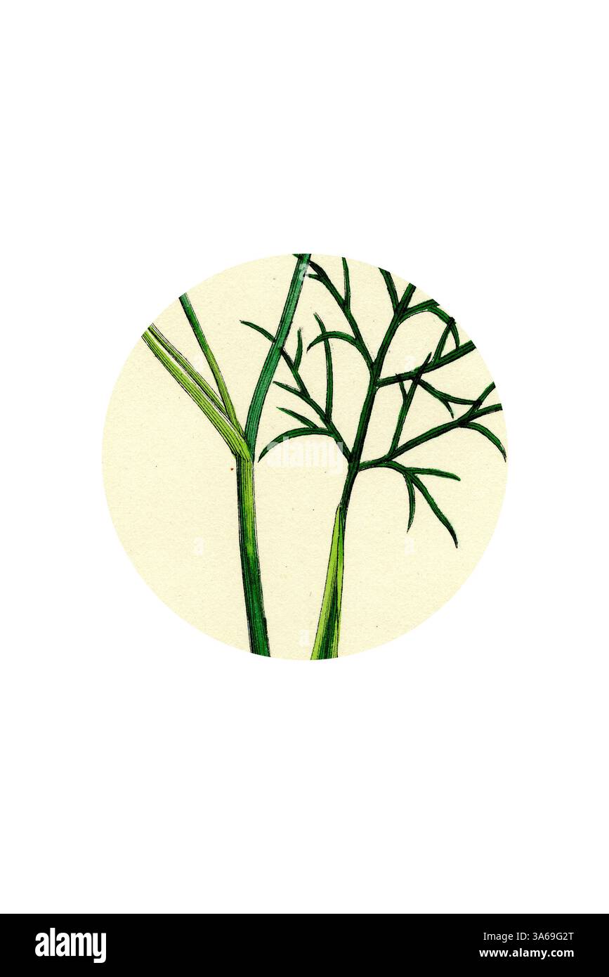 Deux tiges vertes minces aux branches délicates s'étendent vers le haut, placées sur un fond doux et circulaire qui rehausse leur teinte vibrante. La composition globale souligne l'élégance et la simplicité des formes naturelles. Art classique avec une touche moderne réinventé par Artotop, transformé Foeniculum vulgare fenouil commun Banque D'Images