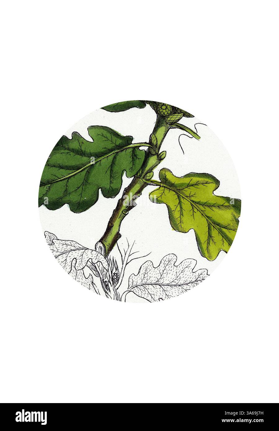 Une illustration détaillée d'une branche de chêne avec des feuilles vertes et jaunes, mettant en valeur des lignes complexes et des éléments botaniques. Art classique avec une touche moderne réinventé par Artotop, transformé Quercus Sessiliflora chêne sessile fruité Banque D'Images
