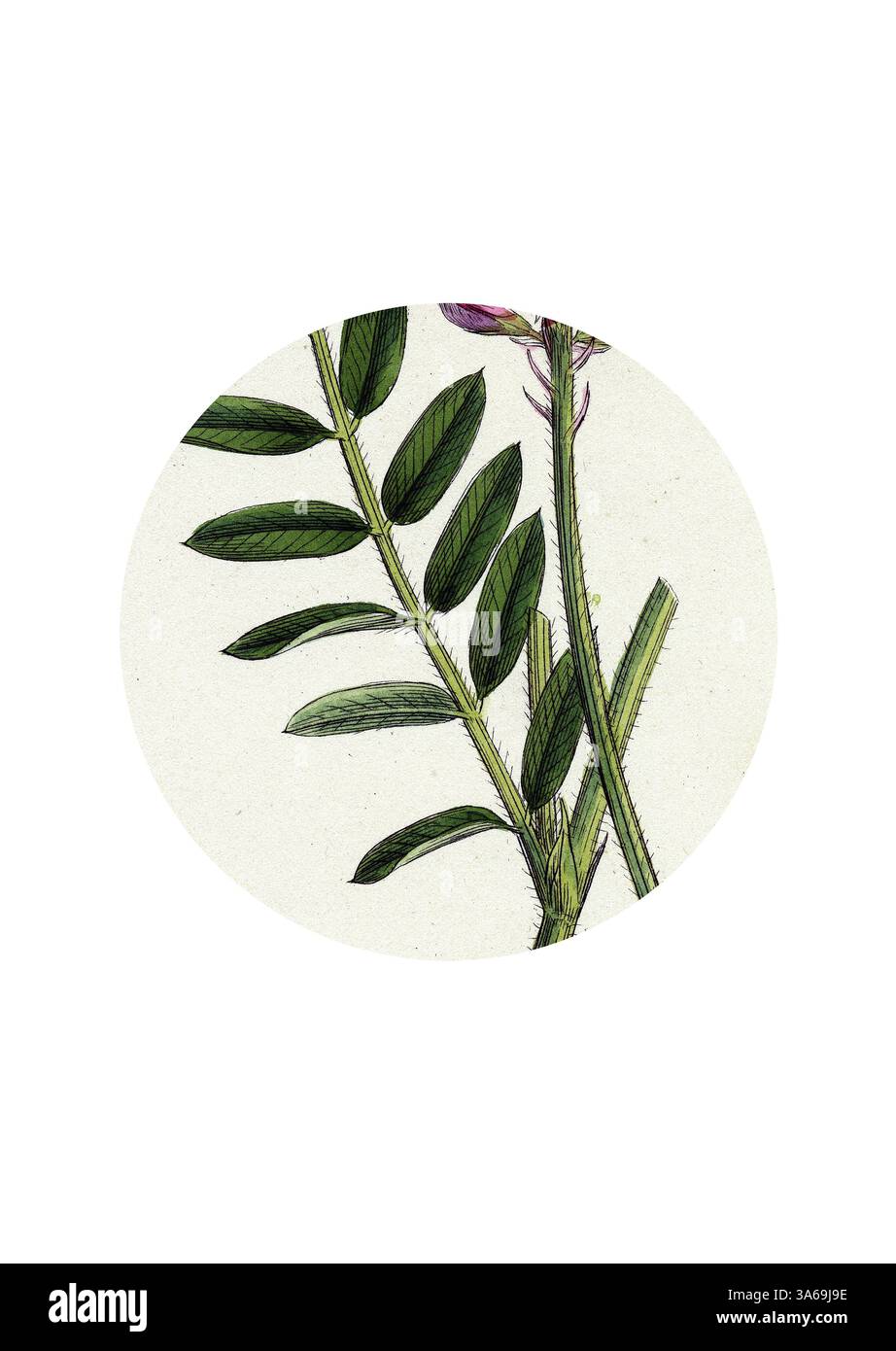 Une illustration botanique détaillée représentant une branche aux feuilles allongées et aux délicats bourgeons violets, élégamment disposés dans un cadre ovale. Art classique avec une touche moderne réinventé par Artotop, transformé Onobrychis Sativa Saintfoin Banque D'Images
