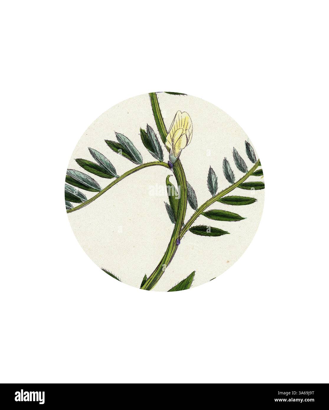 Une illustration délicate présente une plante aux feuilles allongées et une fleur en bourgeonnement, mettant en valeur les détails complexes de sa beauté naturelle. Art classique avec une touche moderne réinventé par Artotop, transformé Vicia eu-lutea Bush-Podded Yellow Vetch Banque D'Images